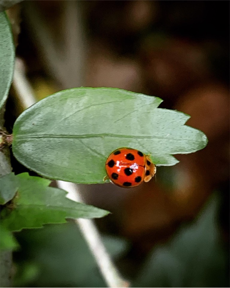 Variable ladybird