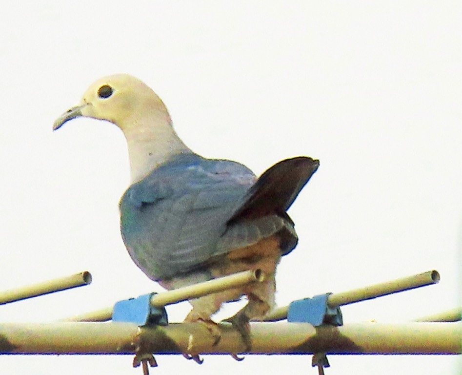 Green imperial pigeon