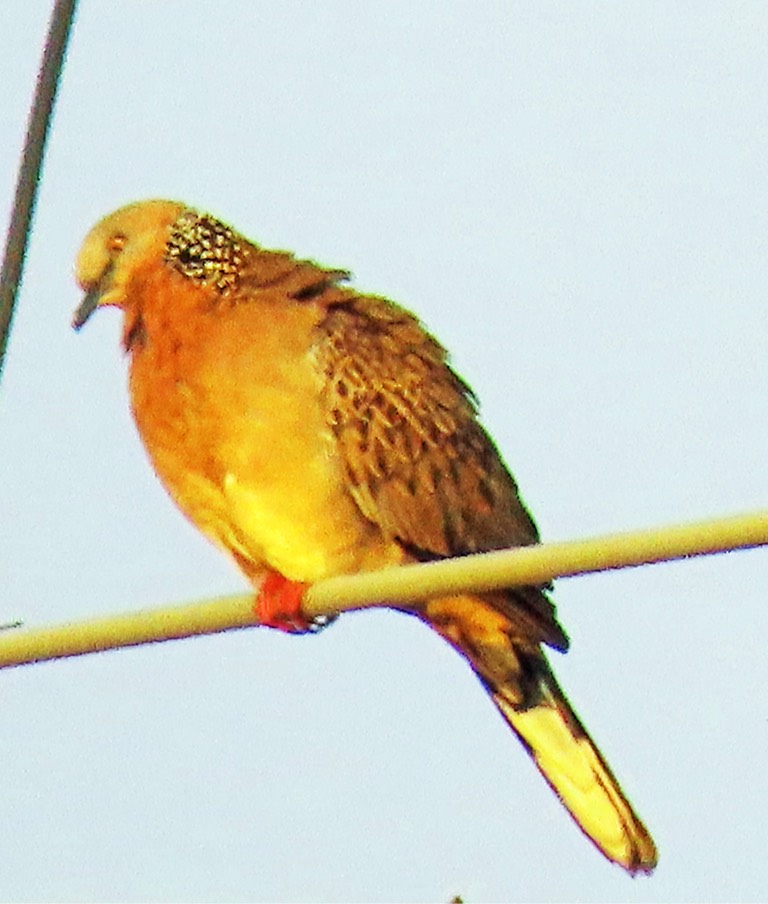 Spotted dove