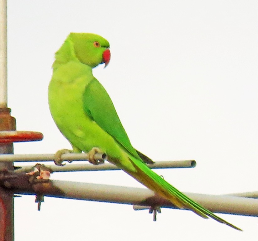 Rose-ringed parakeet 