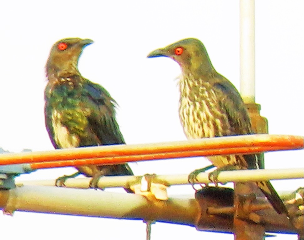 Asian glossy starling