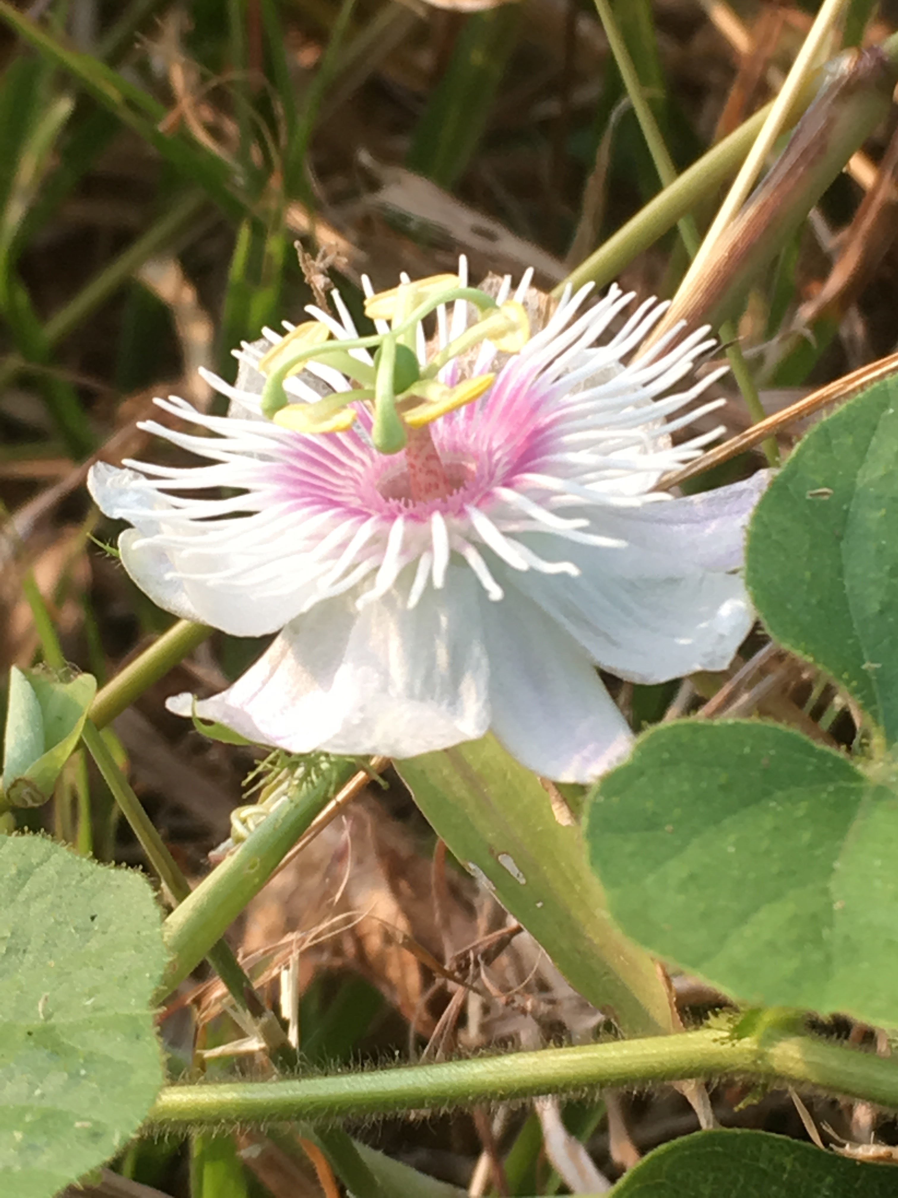 Passiflora foetida