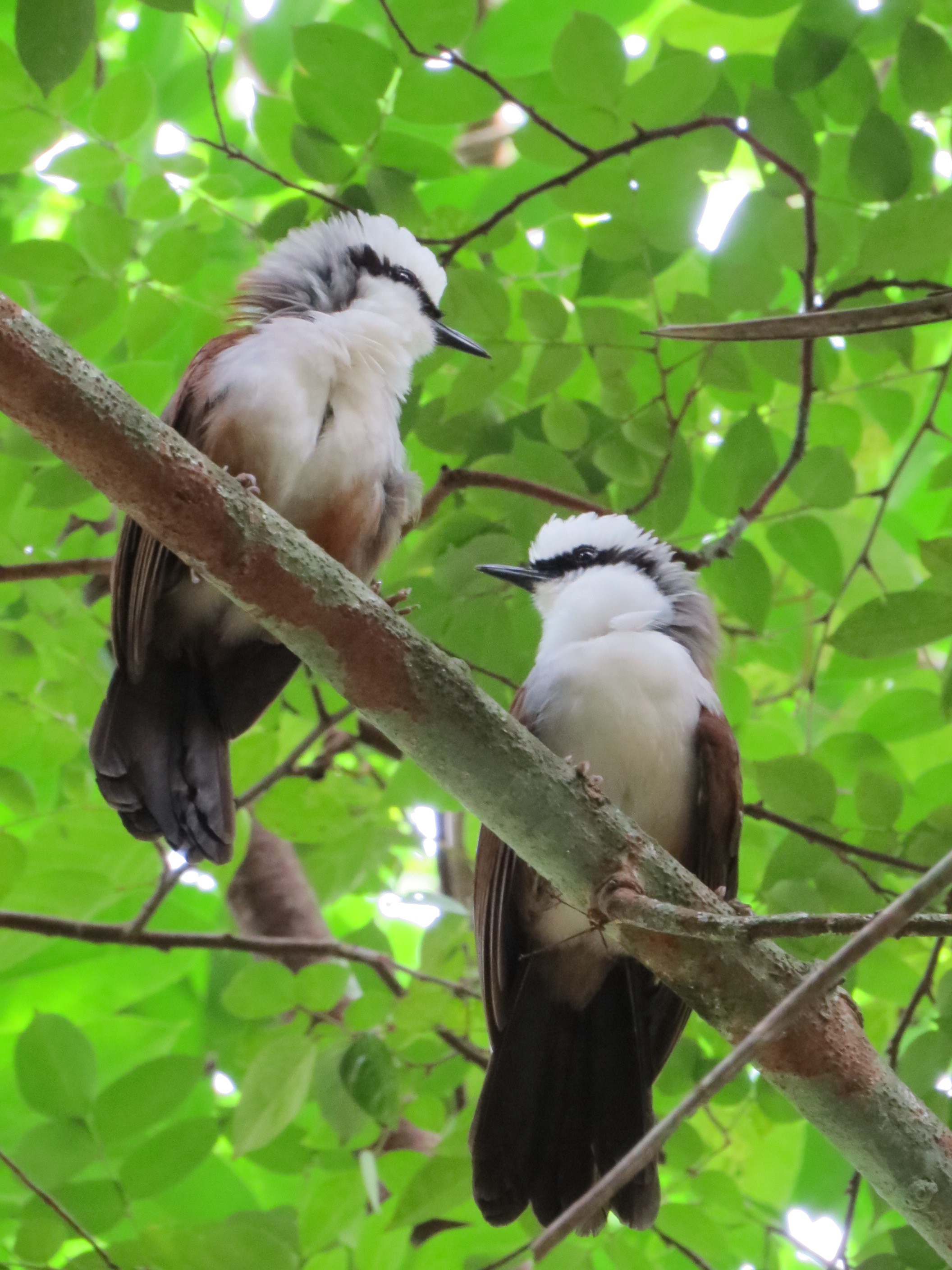White-crested laughingthrush