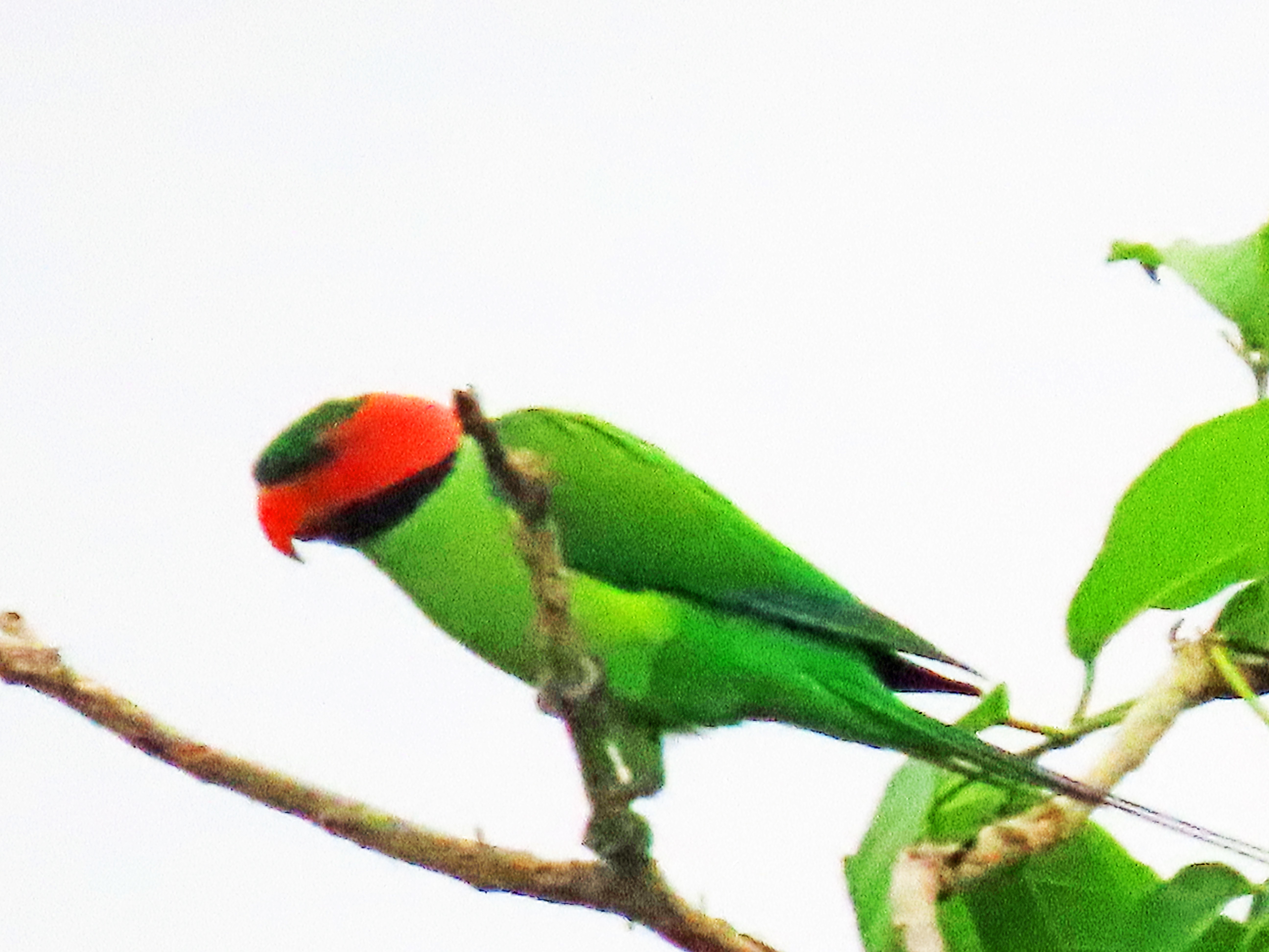 Long-tailed parakeet 