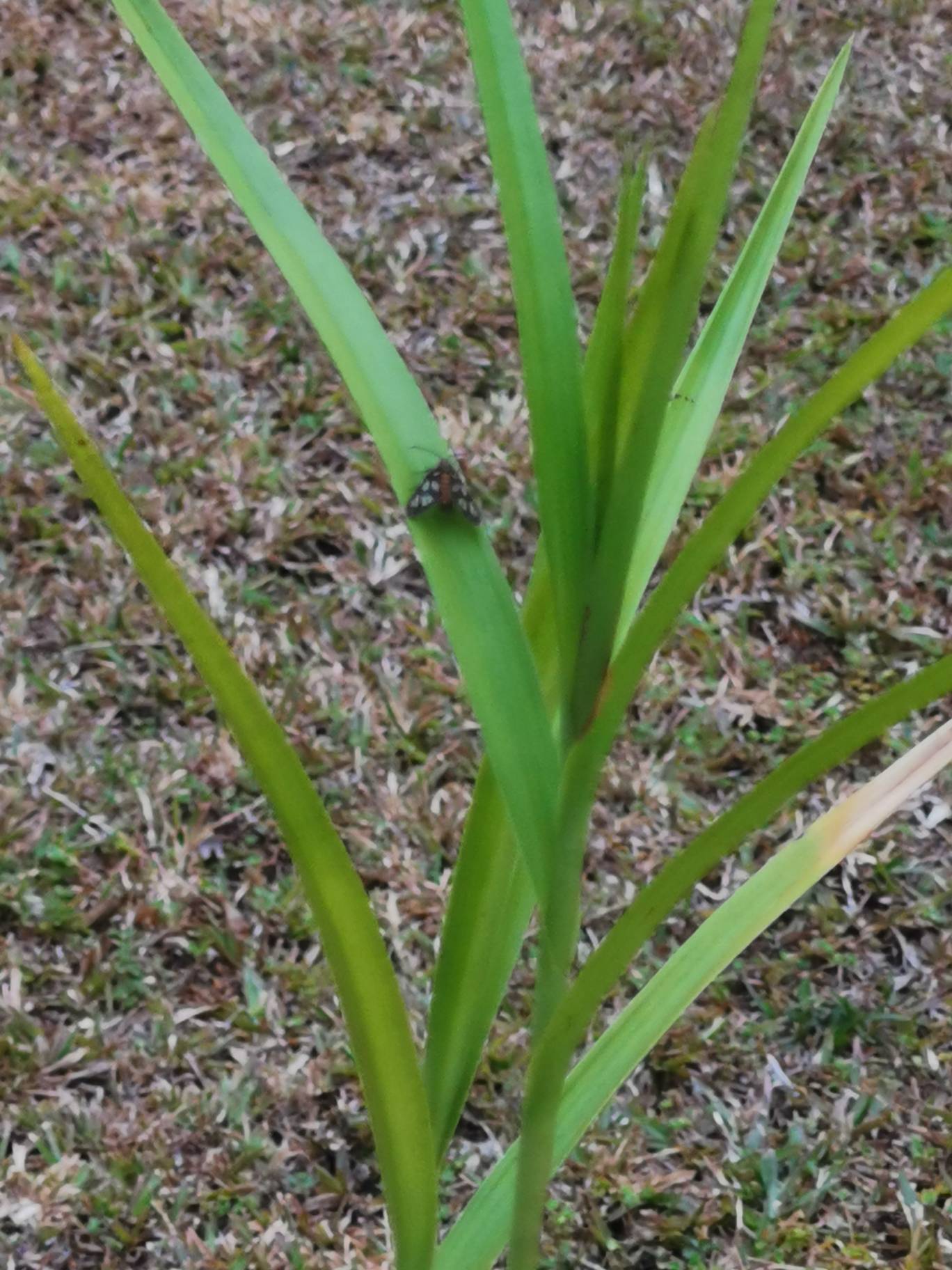 Hübner's wasp moth