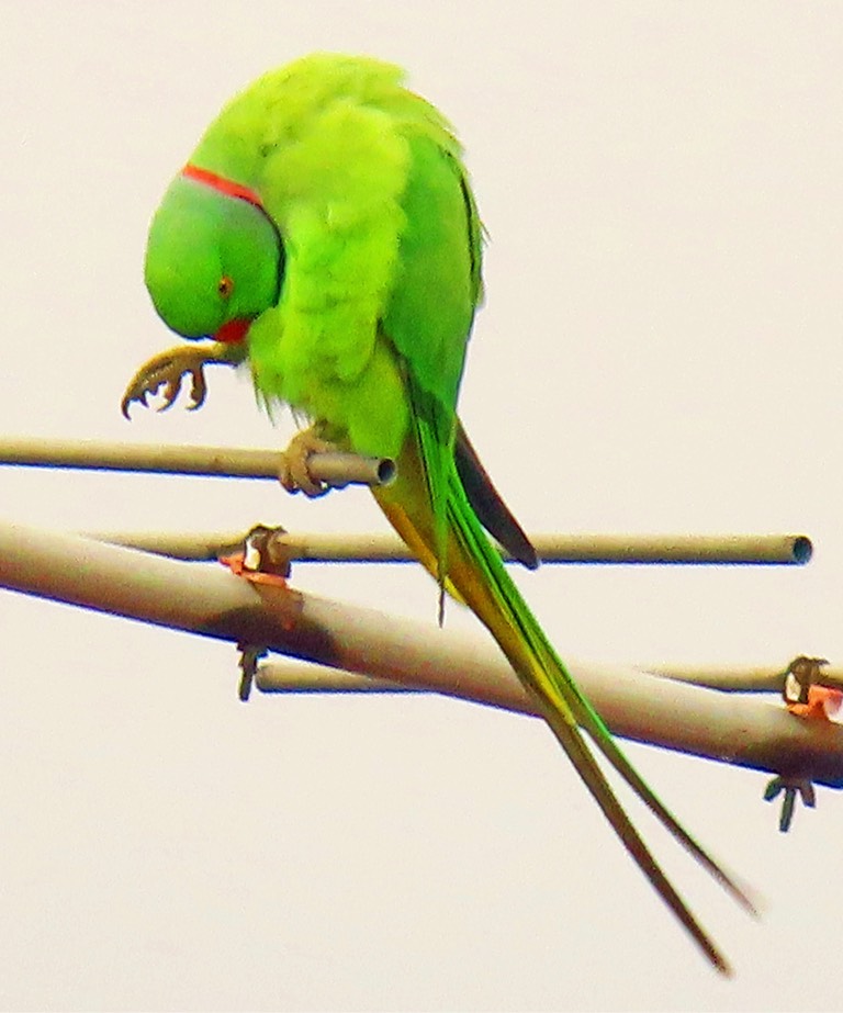 Rose-ringed parakeet 