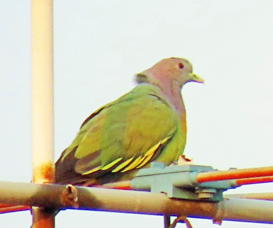 Pink-necked green pigeon 