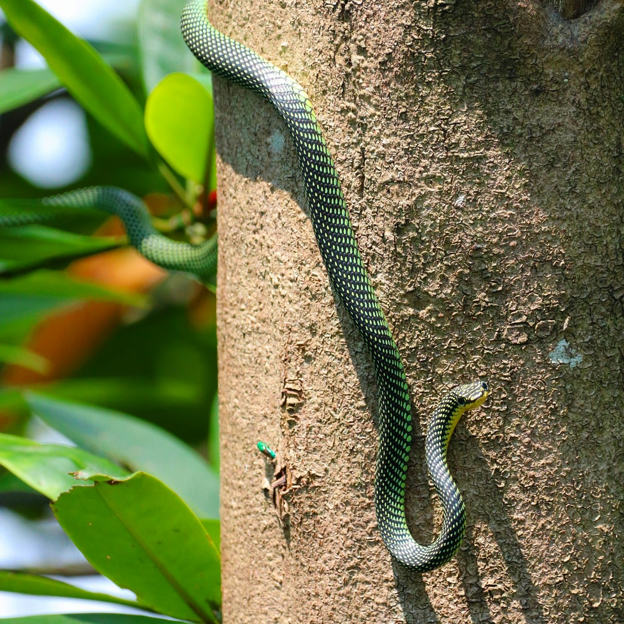Paradise tree snake