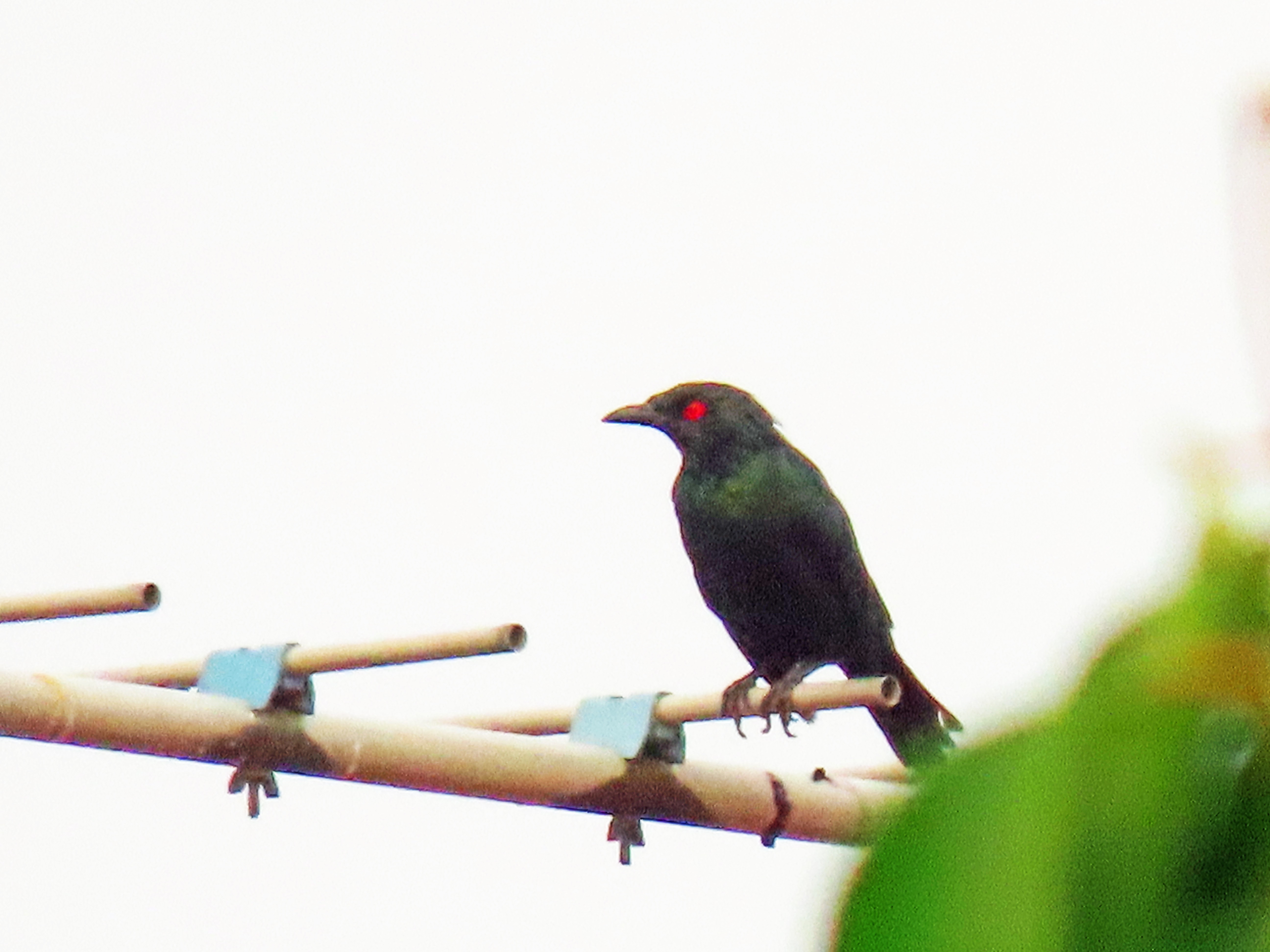 Asian glossy starling