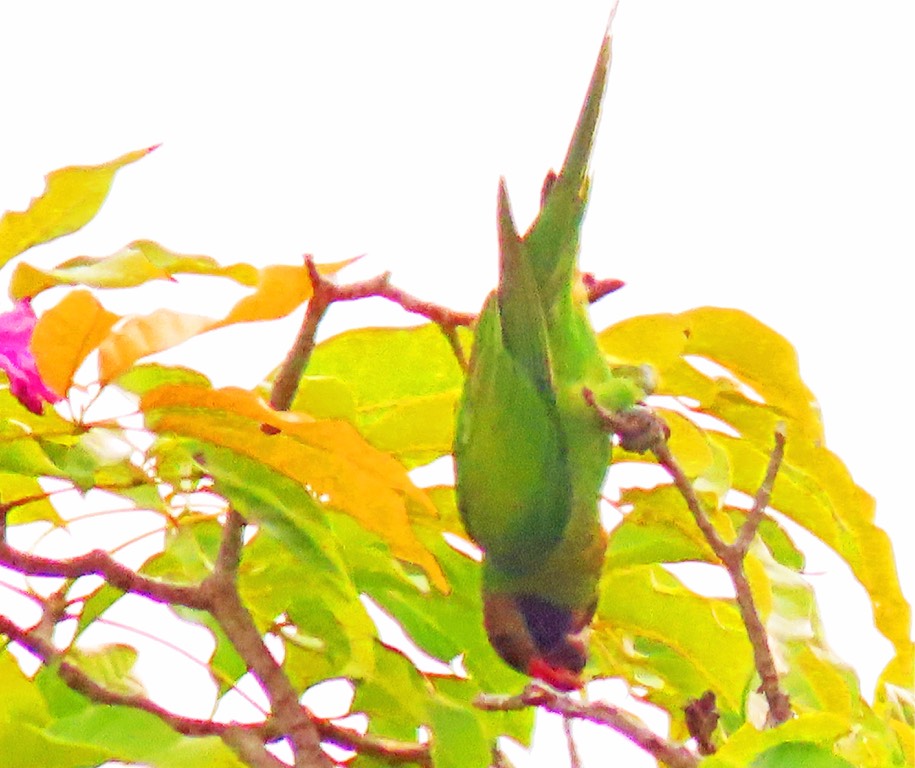 Long-tailed parakeet 