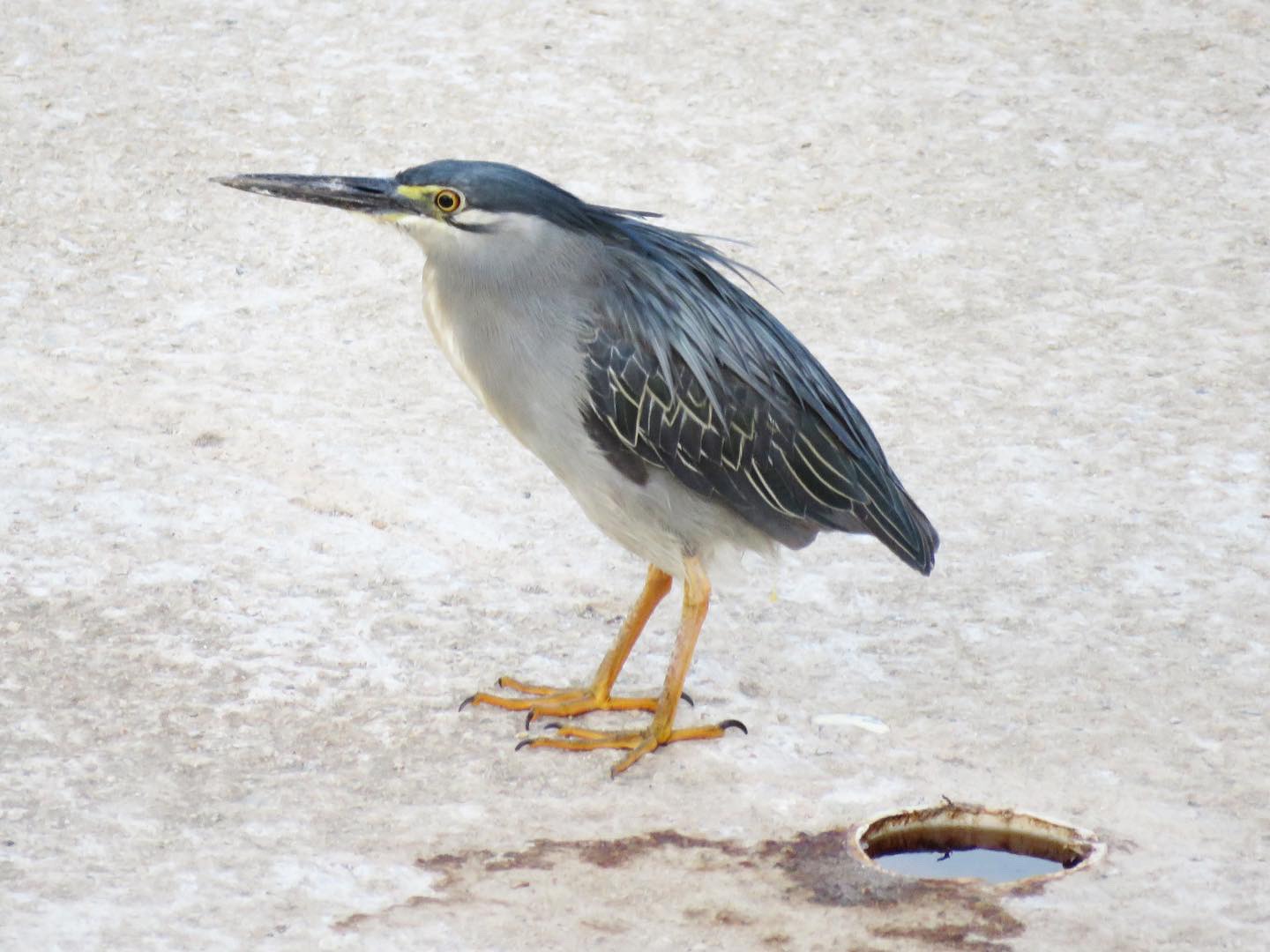 Striated heron