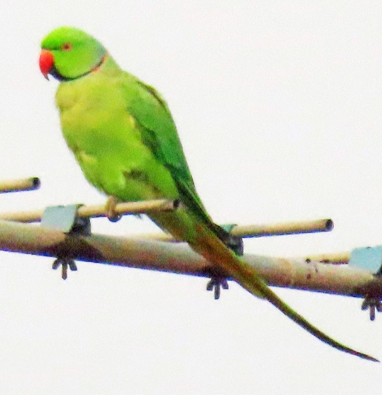 Rose-ringed parakeet 