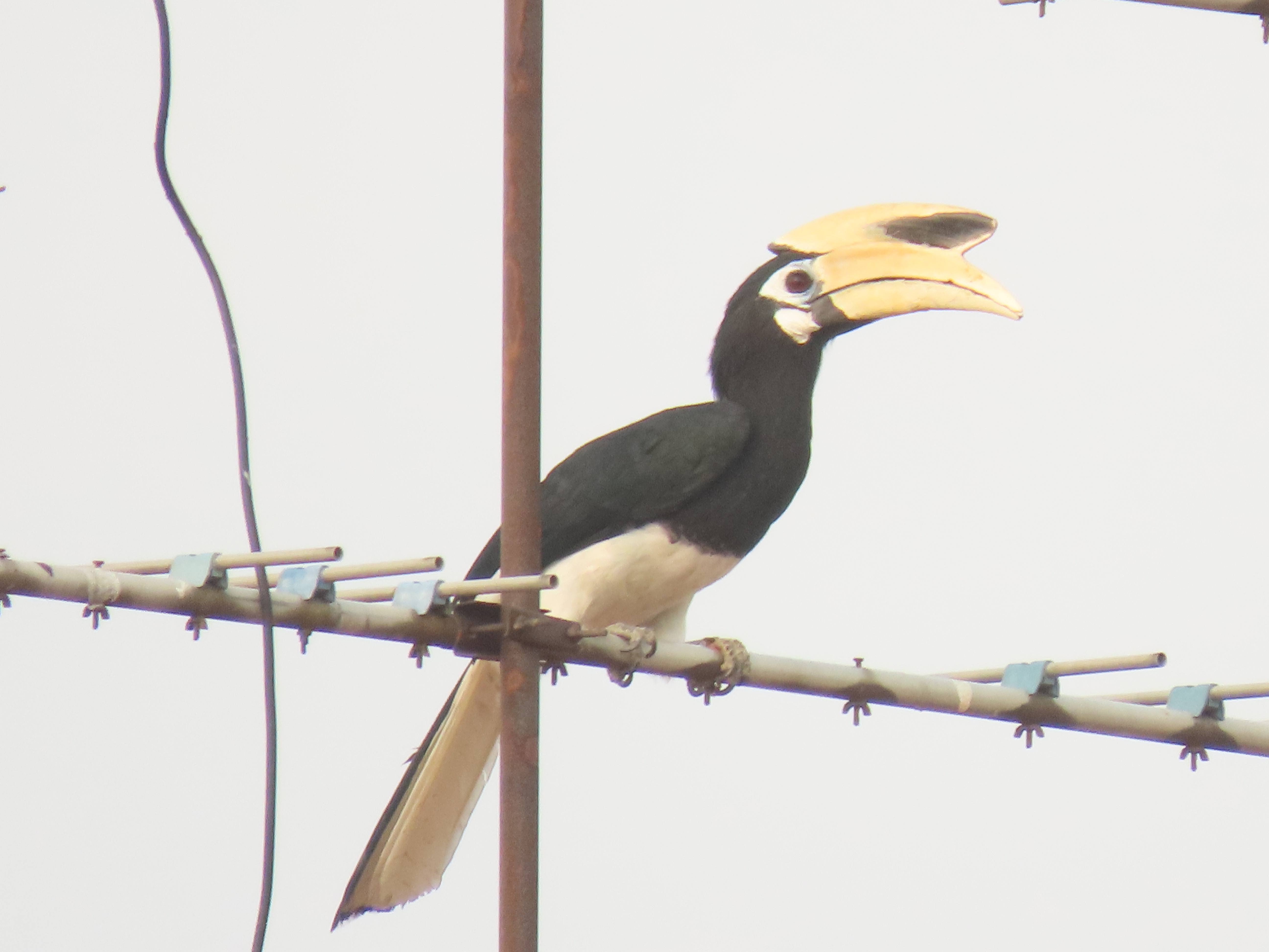 Oriental pied hornbill 