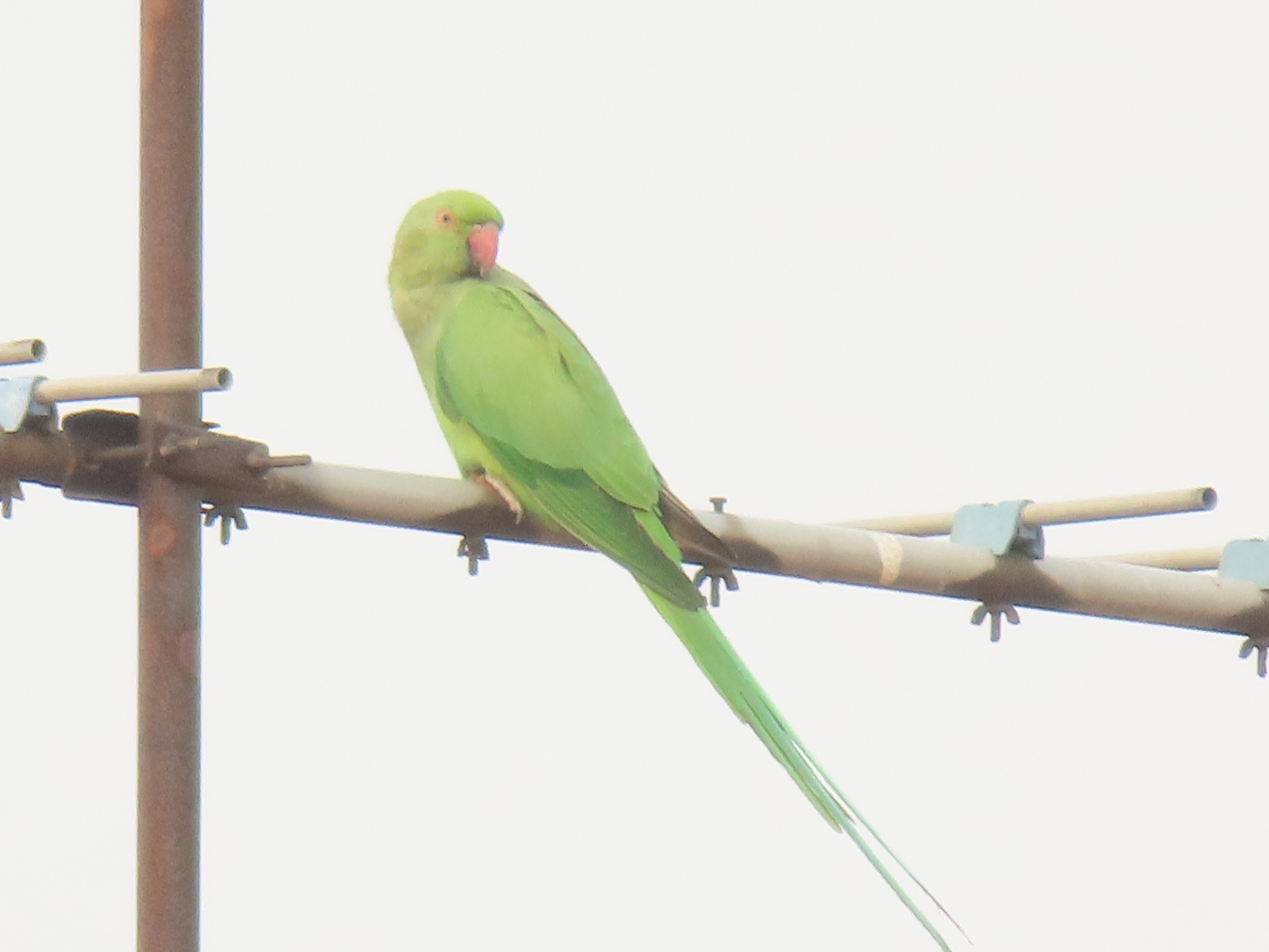 Rose-ringed parakeet 