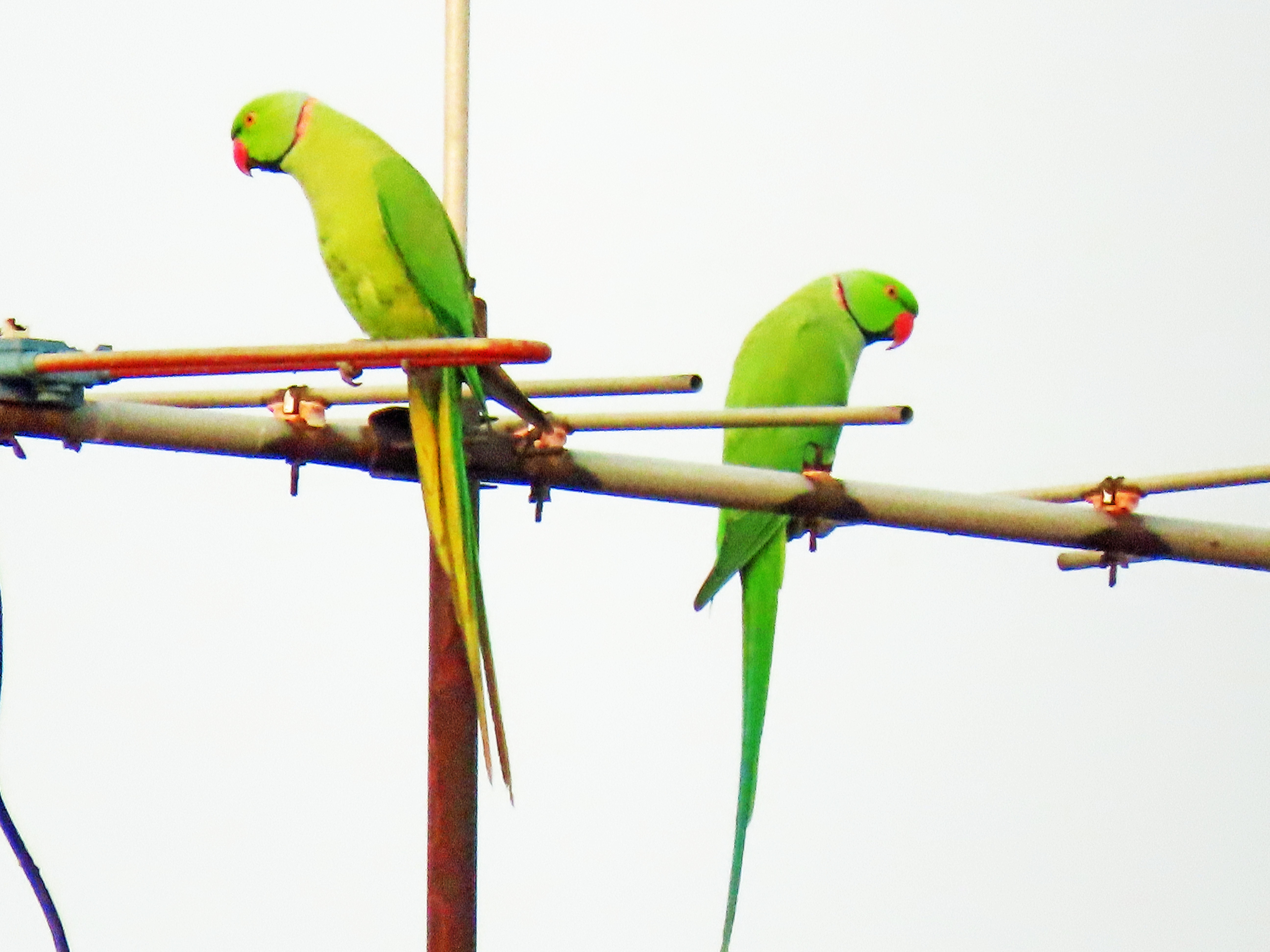 Rose-ringed parakeet 