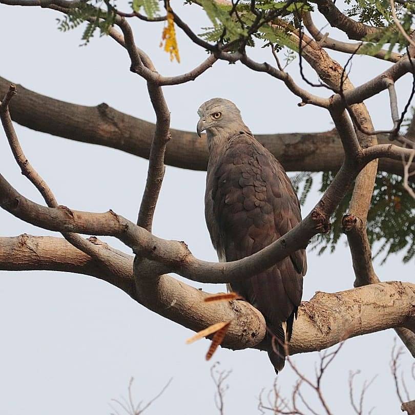 Grey-headed fish eagle