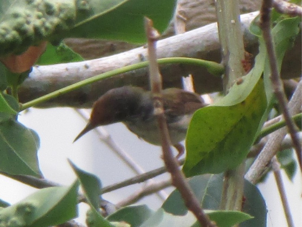 Common tailorbird