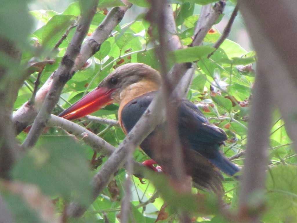 Stork-billed kingfisher