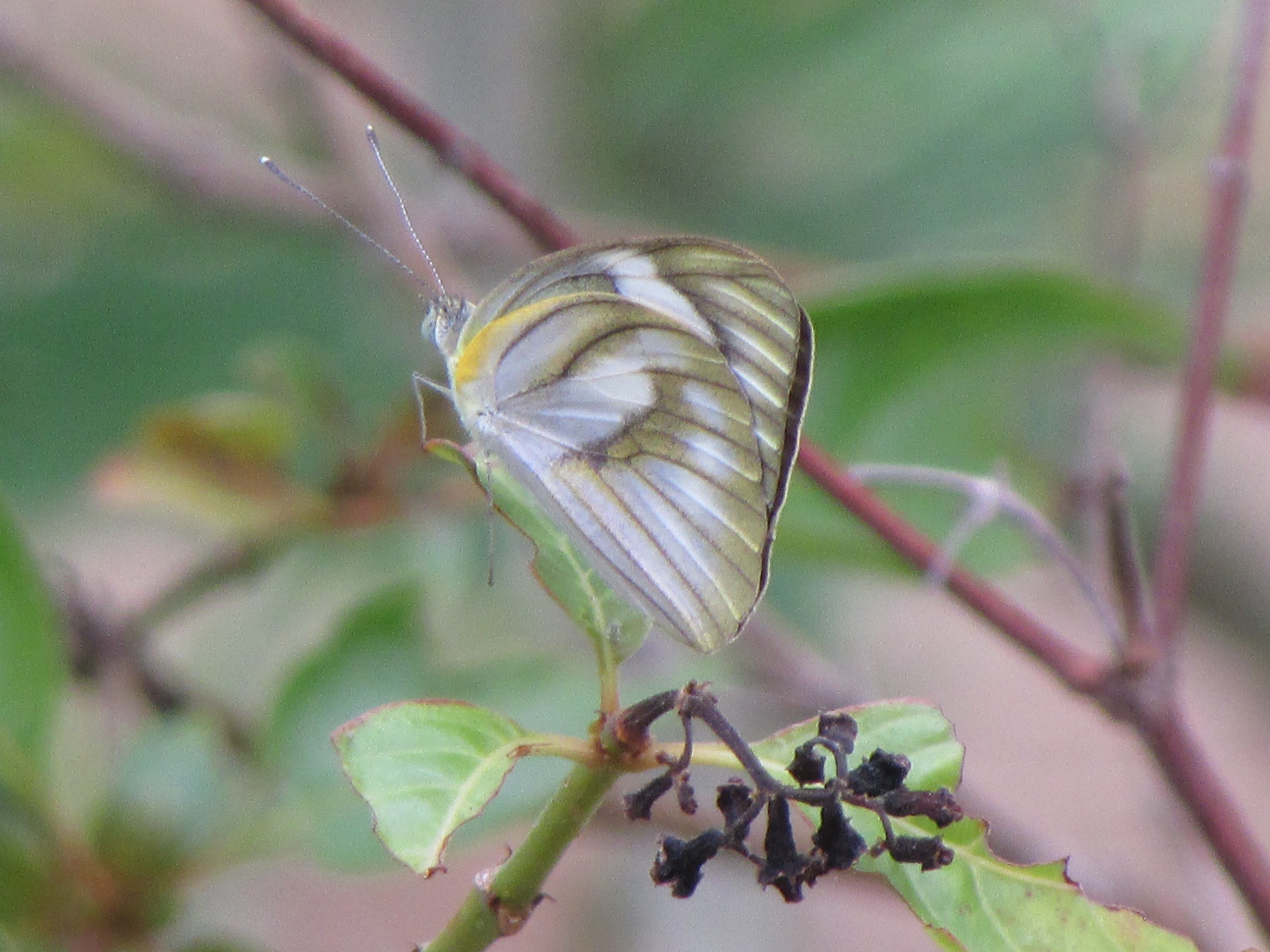 Striped albatross