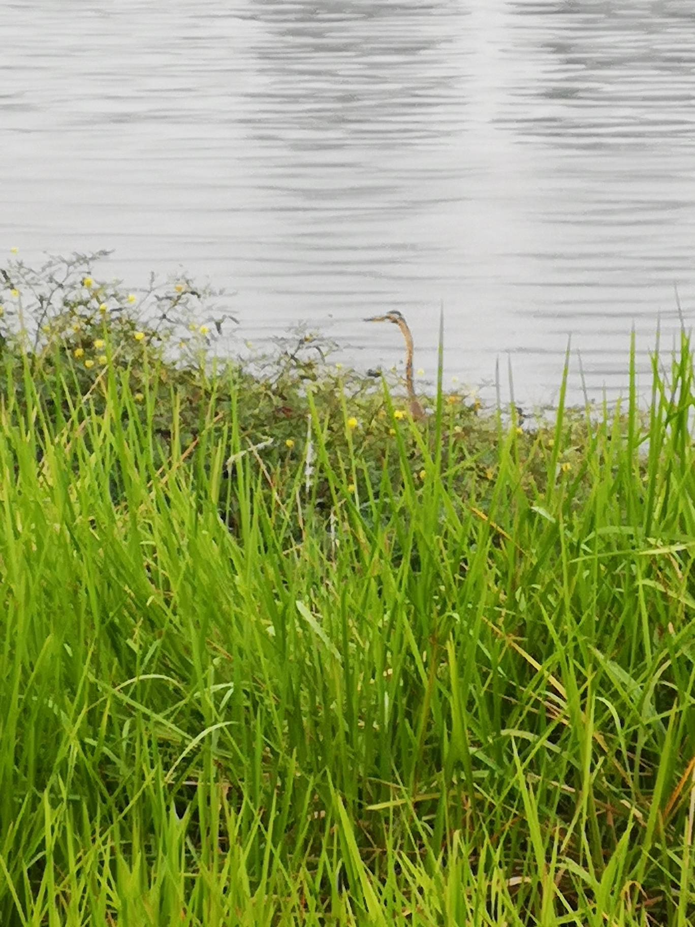 Purple heron