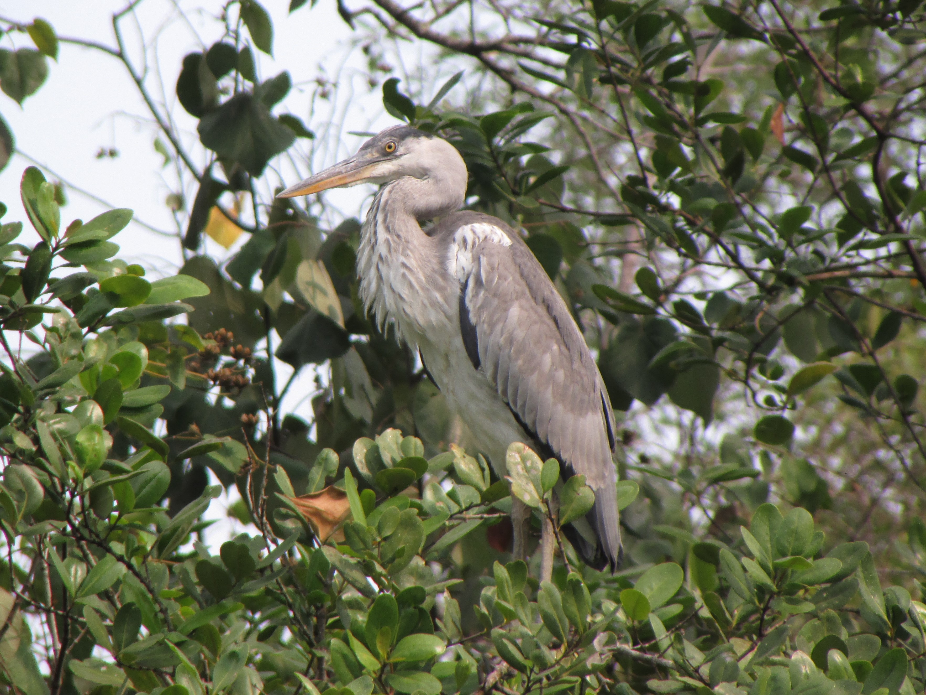 Grey heron
