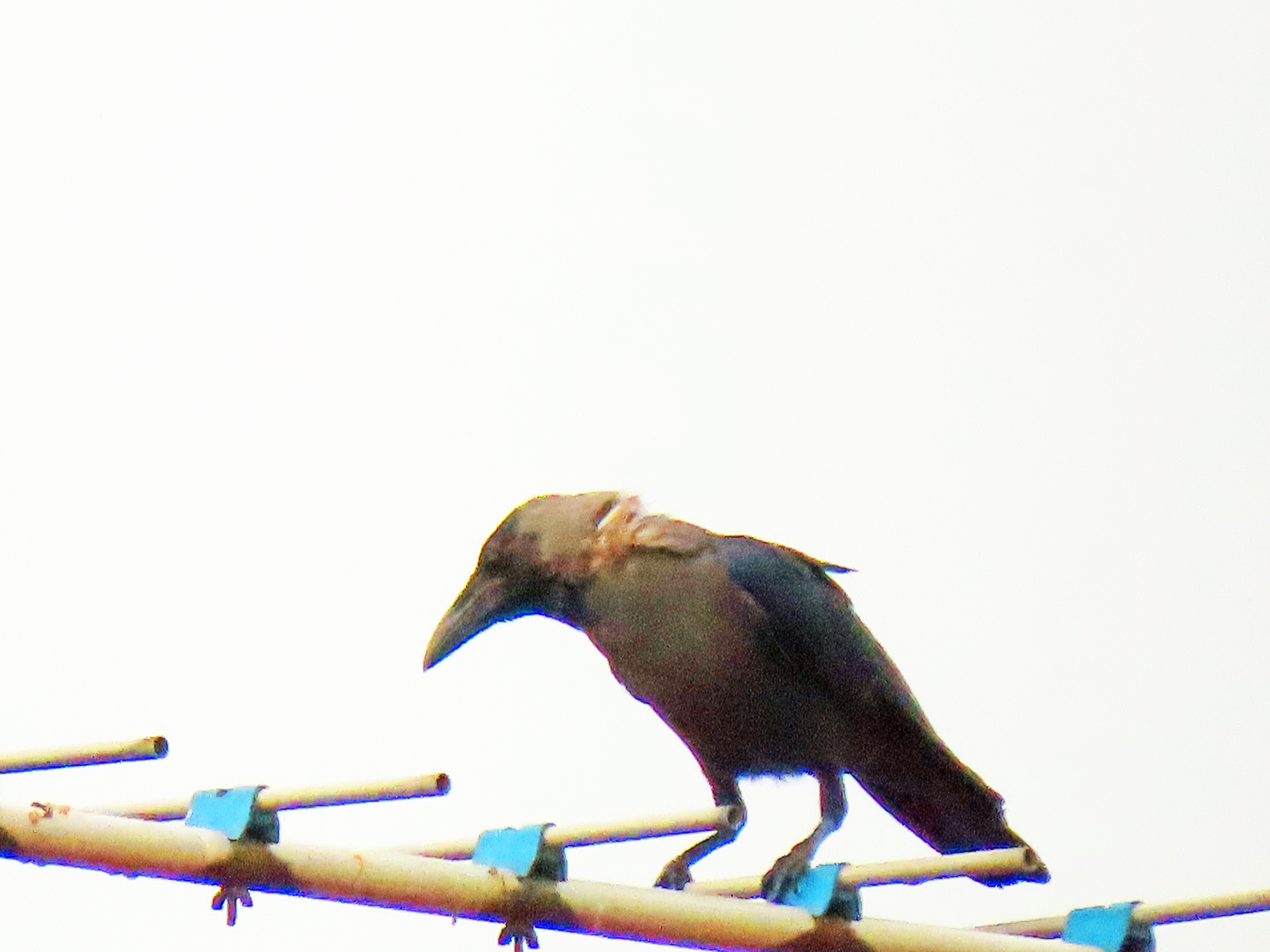 House crow 