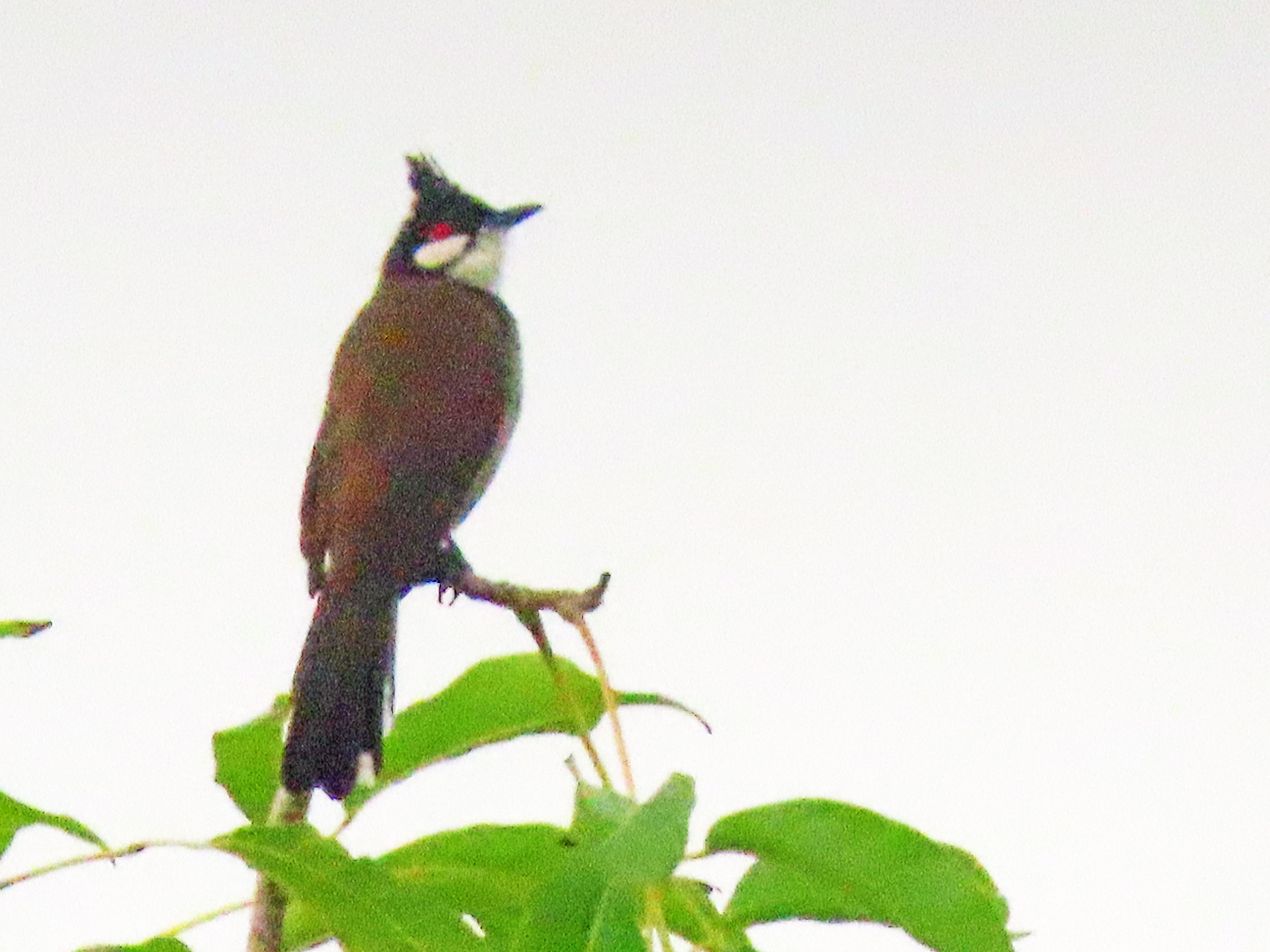 Red-whiskered bulbul