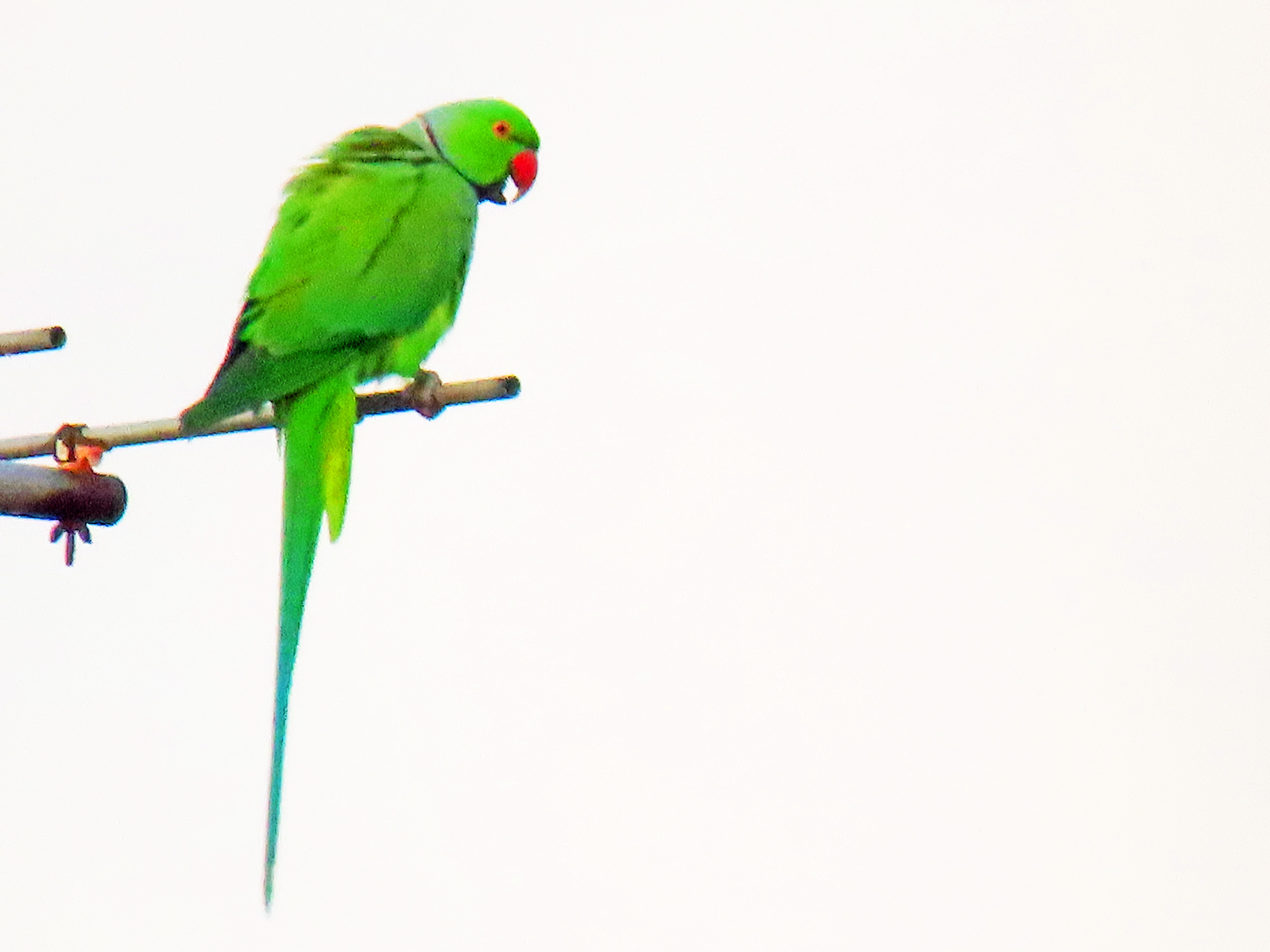 Rose-ringed parakeet 