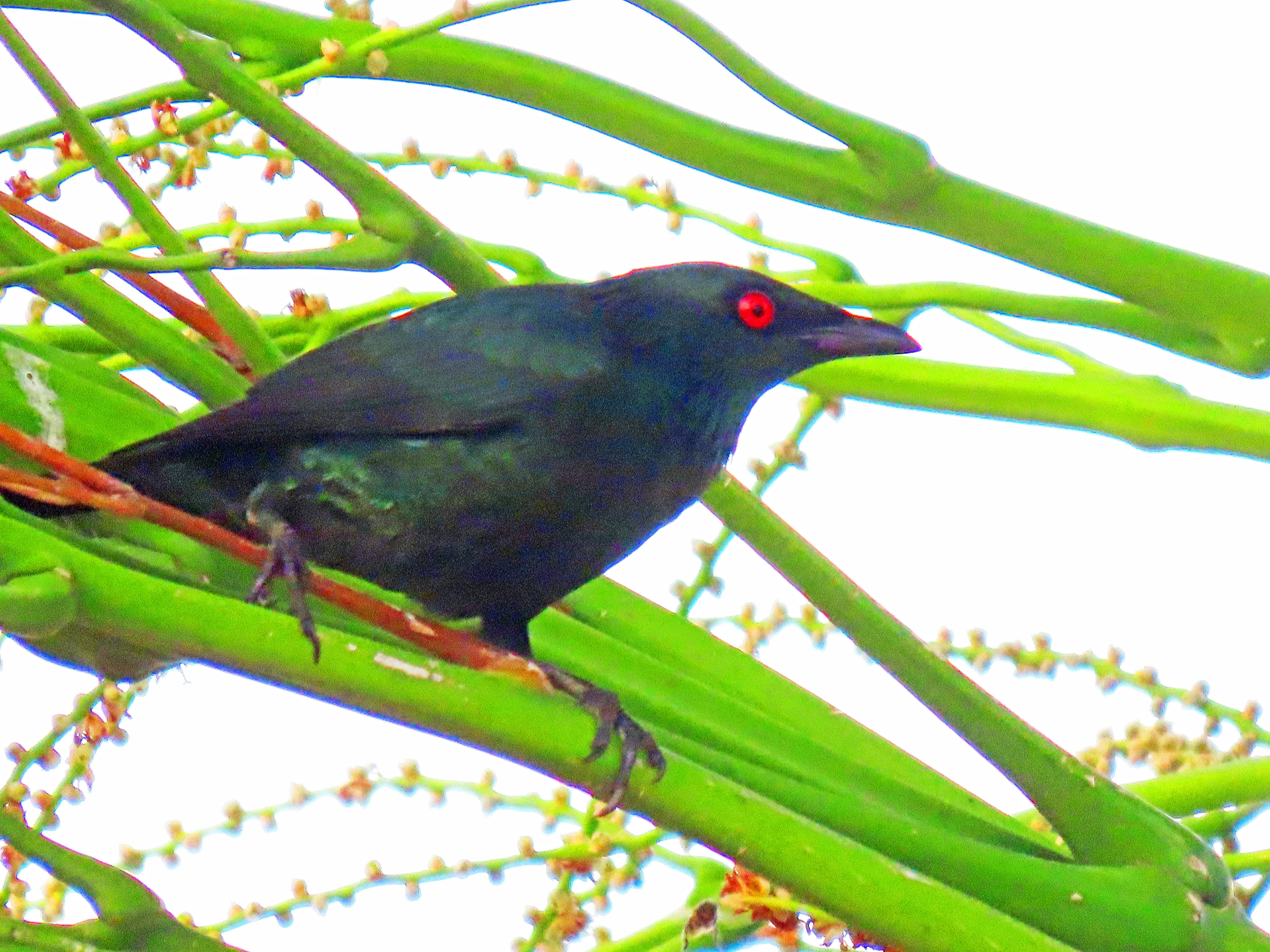 Asian glossy starling 