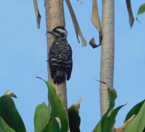 Sunda pygmy woodpecker