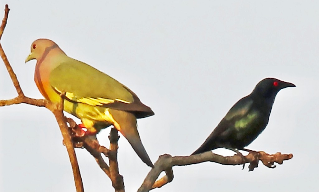 Green pigeon and asian glossy starling 