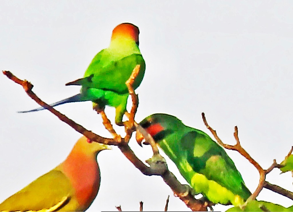 Pink-necked green pigeon and long tailed parakeet