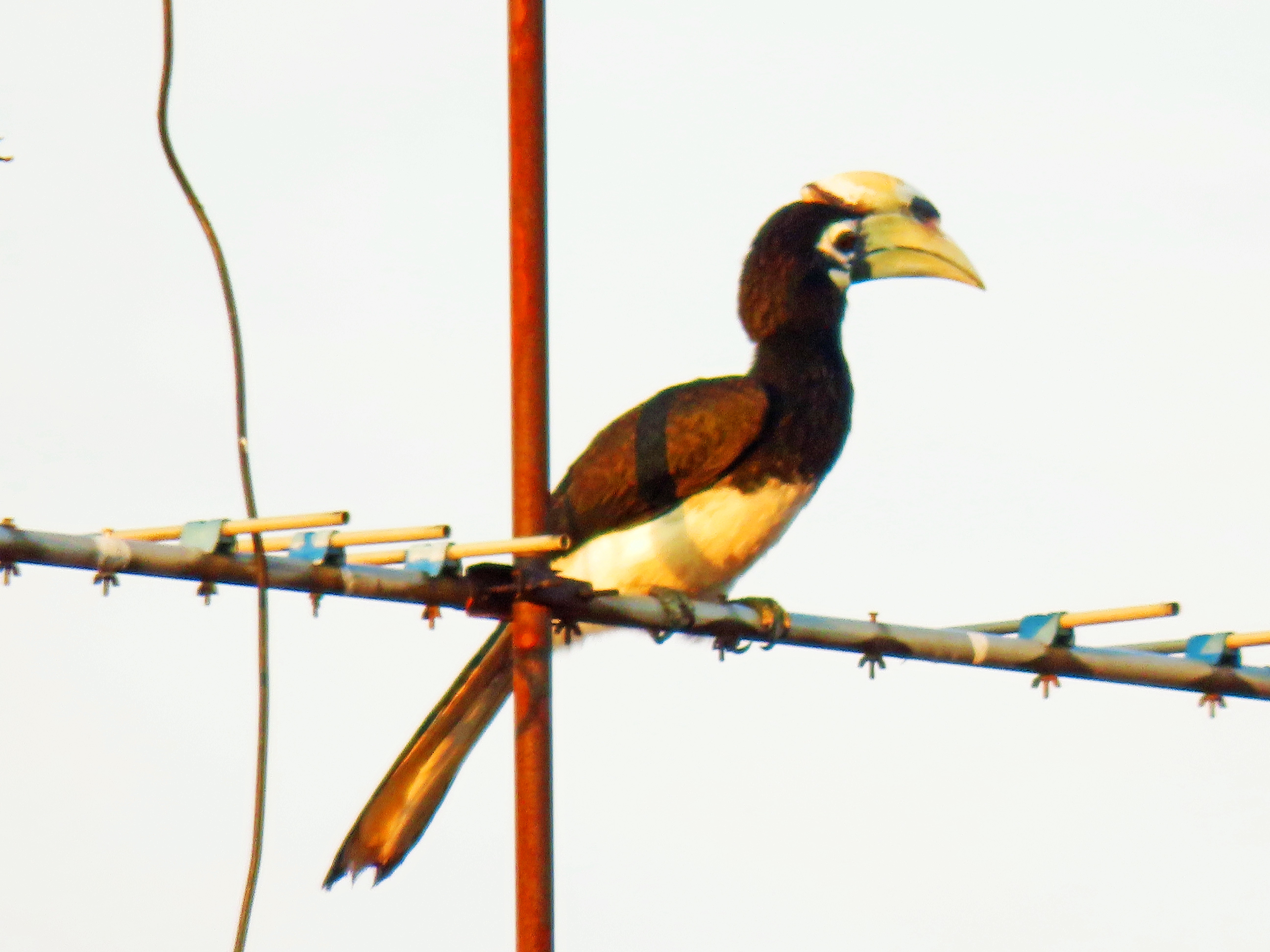 Oriental pied hornbill 