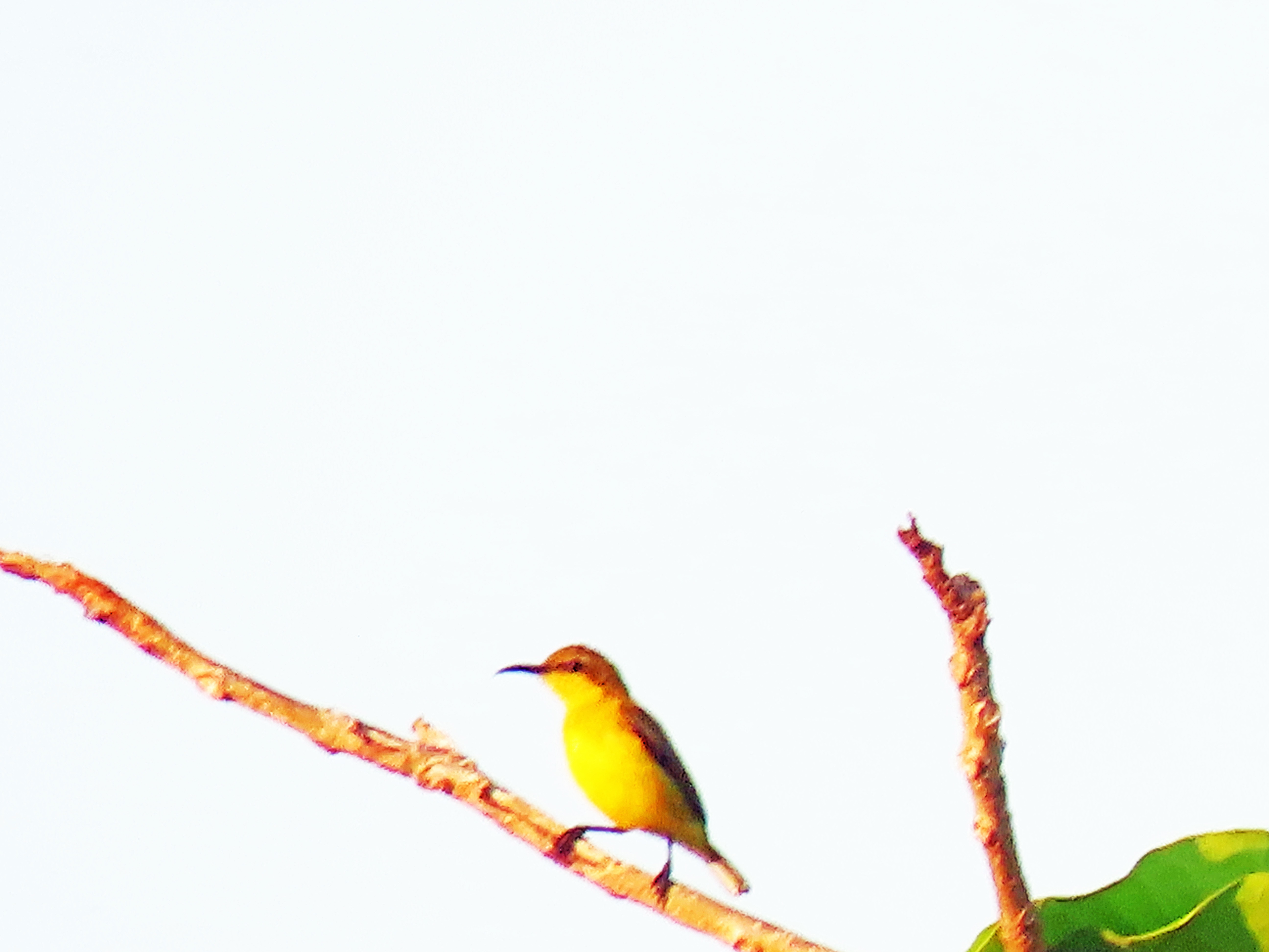 Olive-backed sunbird 