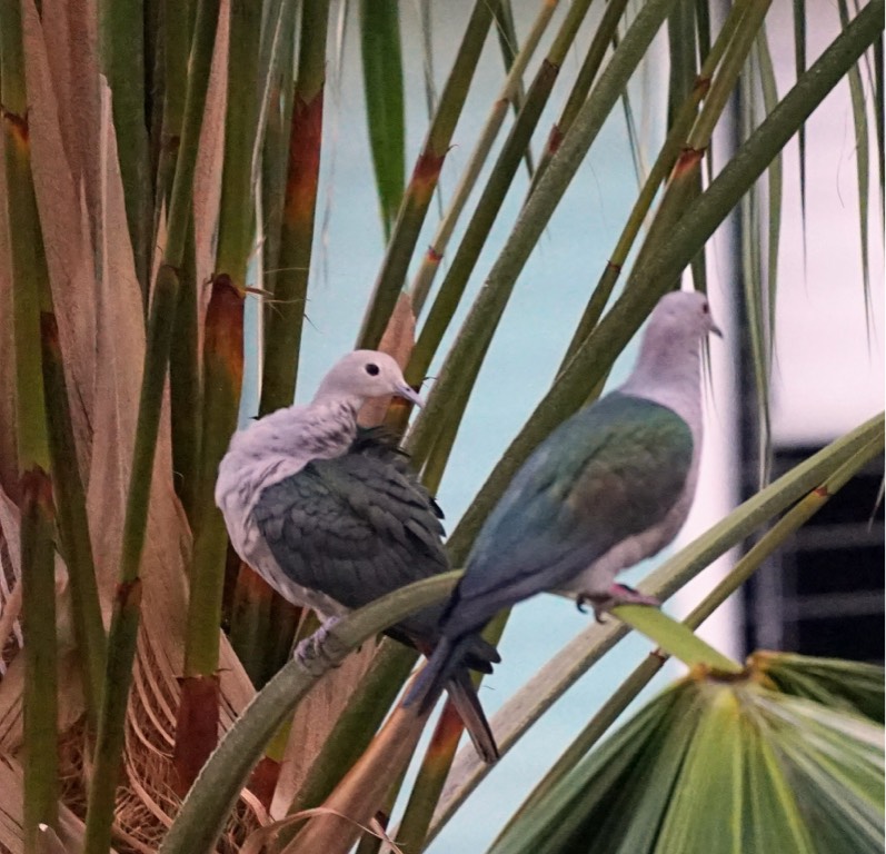 Green imperial dove