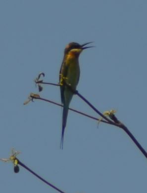 Blue tailed beeeater