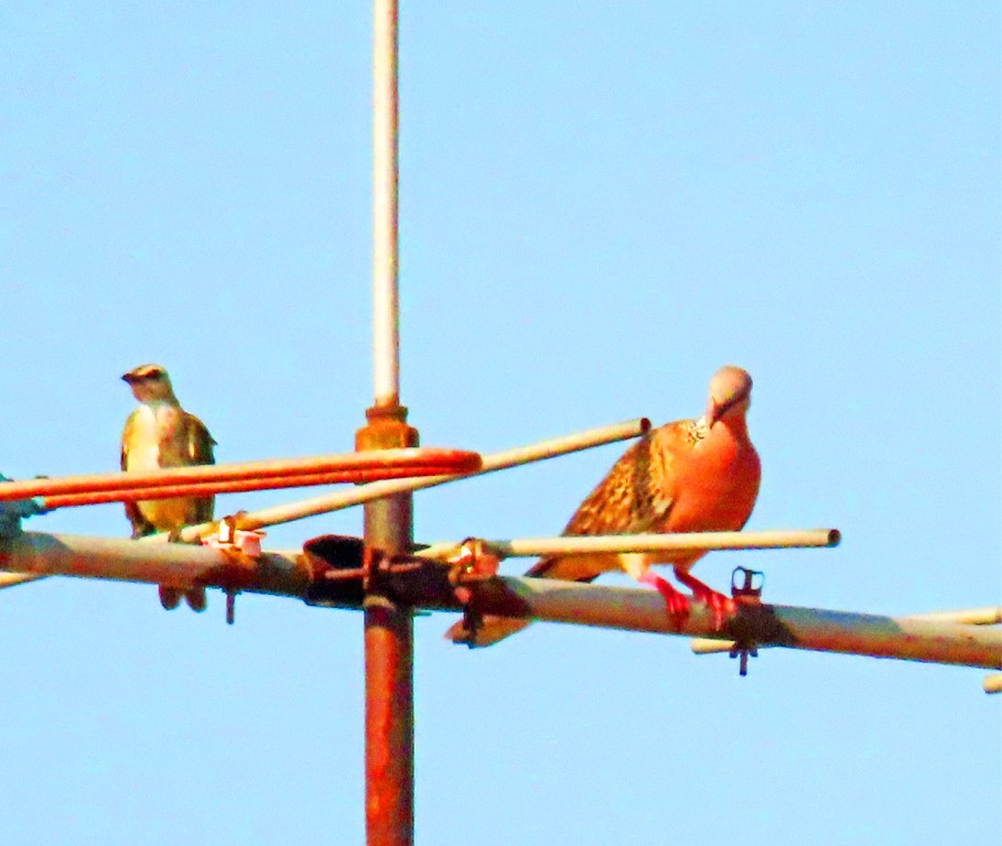 Spotted dove and yellow vented bubul 