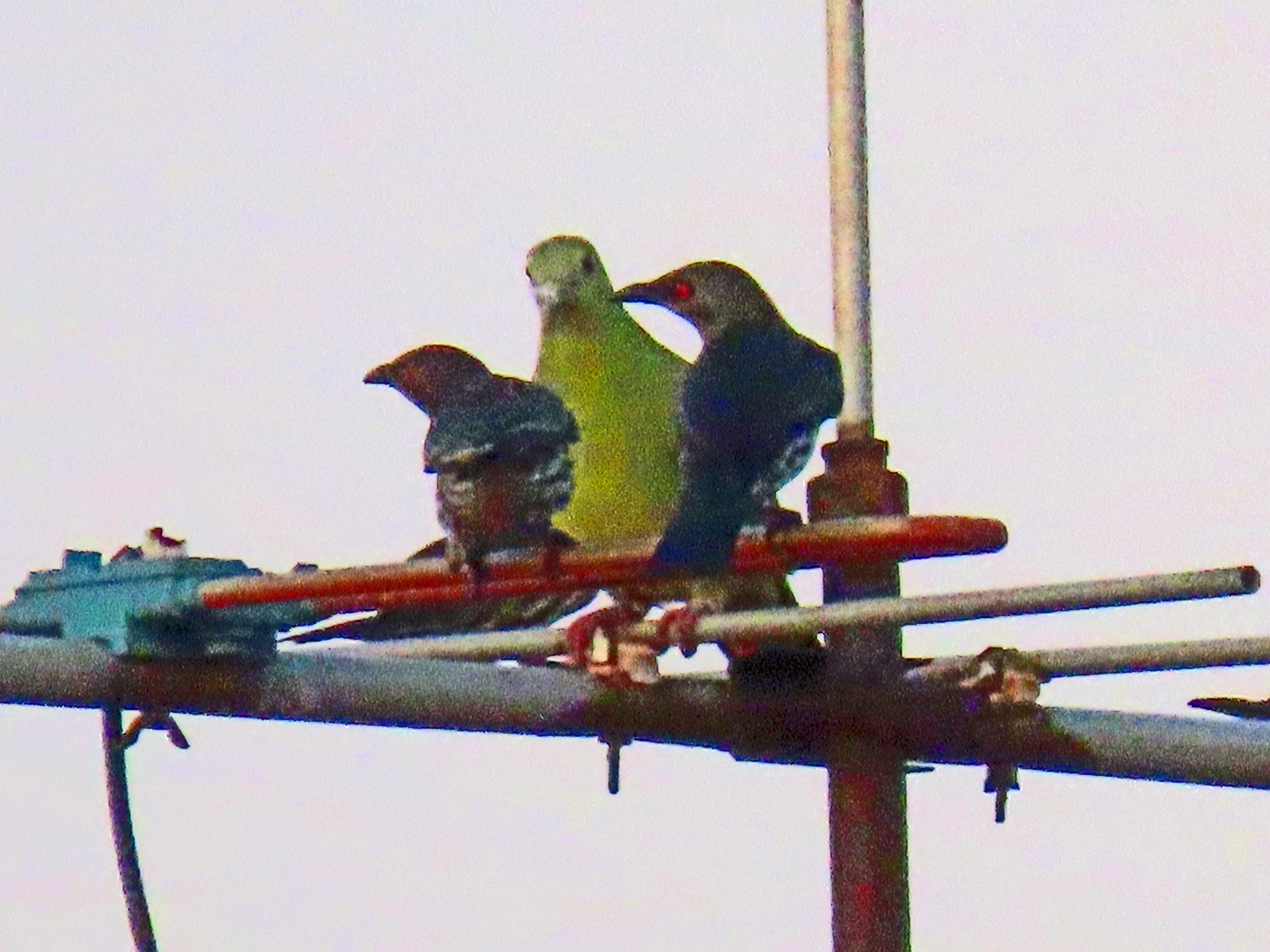 Asian glossy starling and pink-necked green pigeon