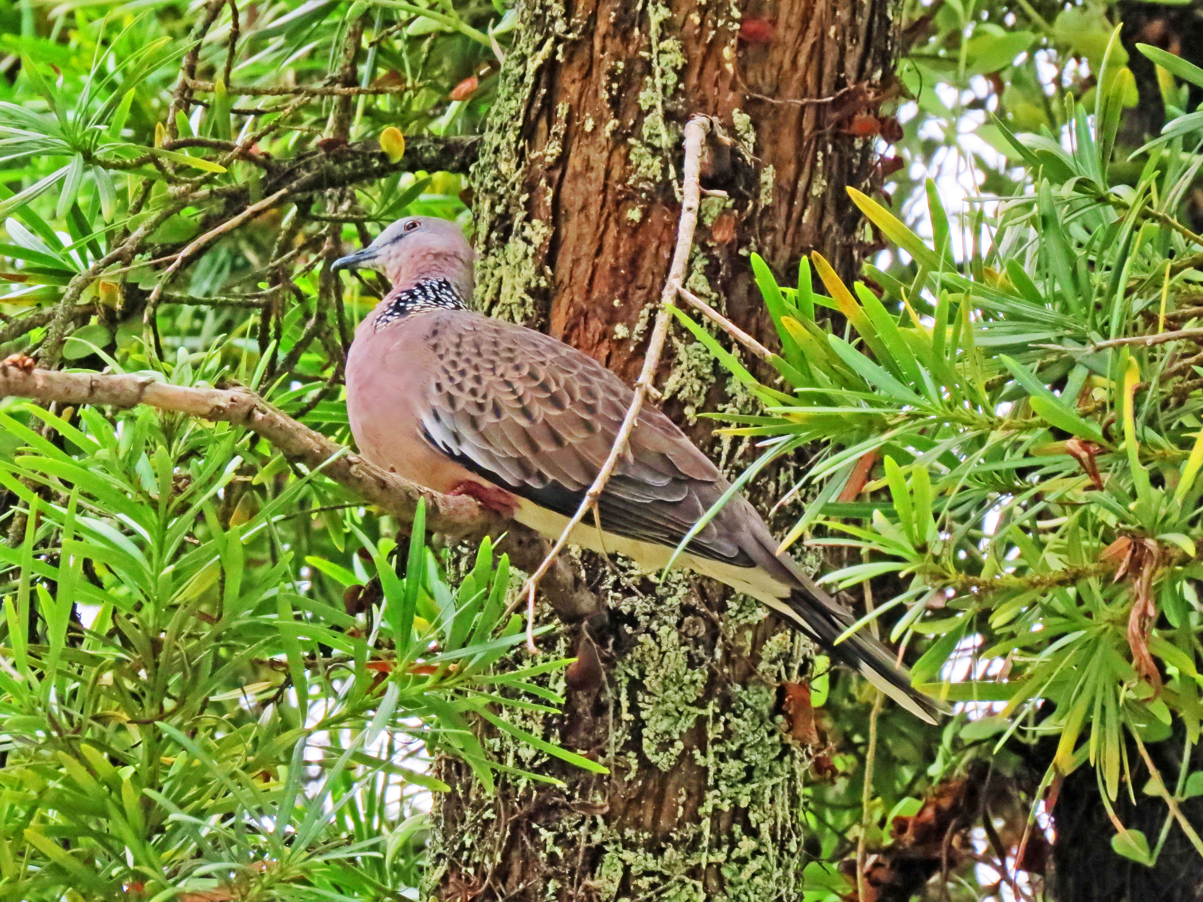 Spotted dove 