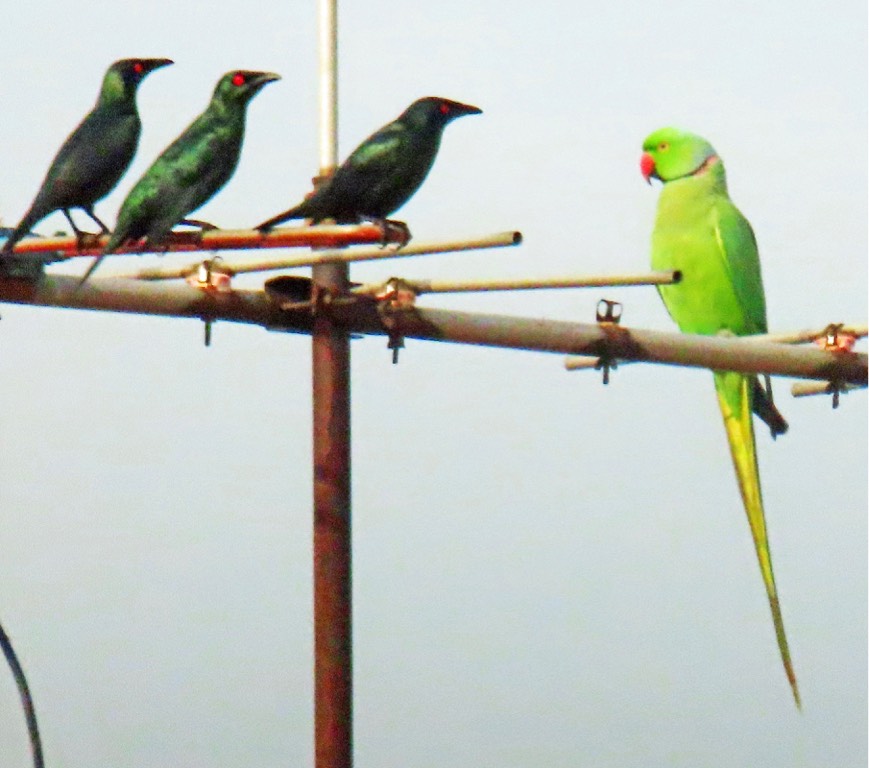 Asian glossy starlings & rose-ringed parakeet 