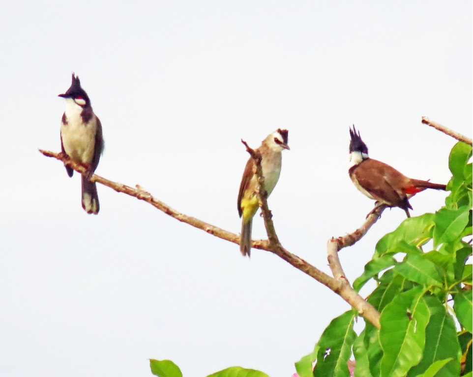 Red-whiskered bulbul and yellow-vented bulbul