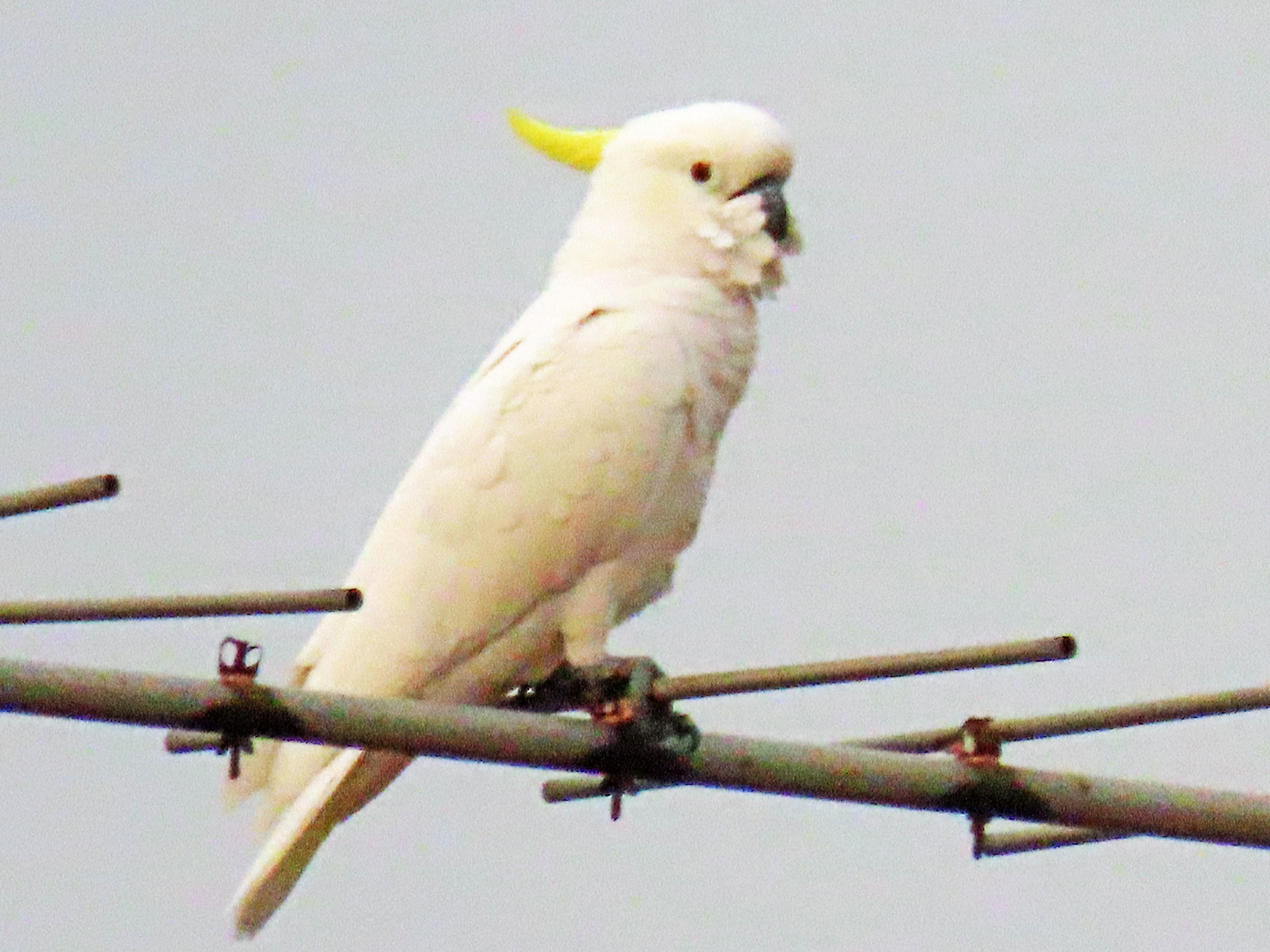 Yellow-crested cockatoo 