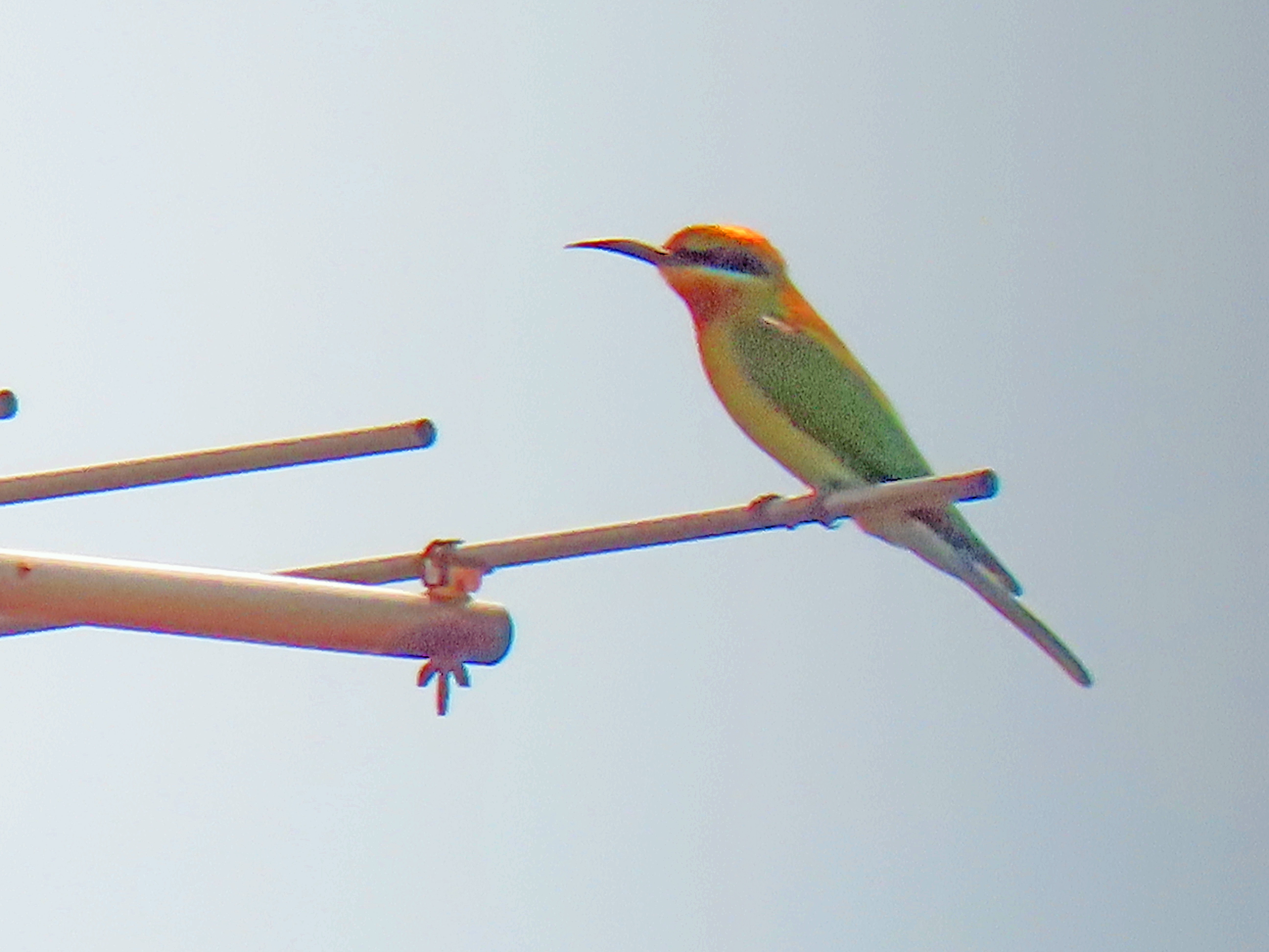 Blue-tailed bee-eater