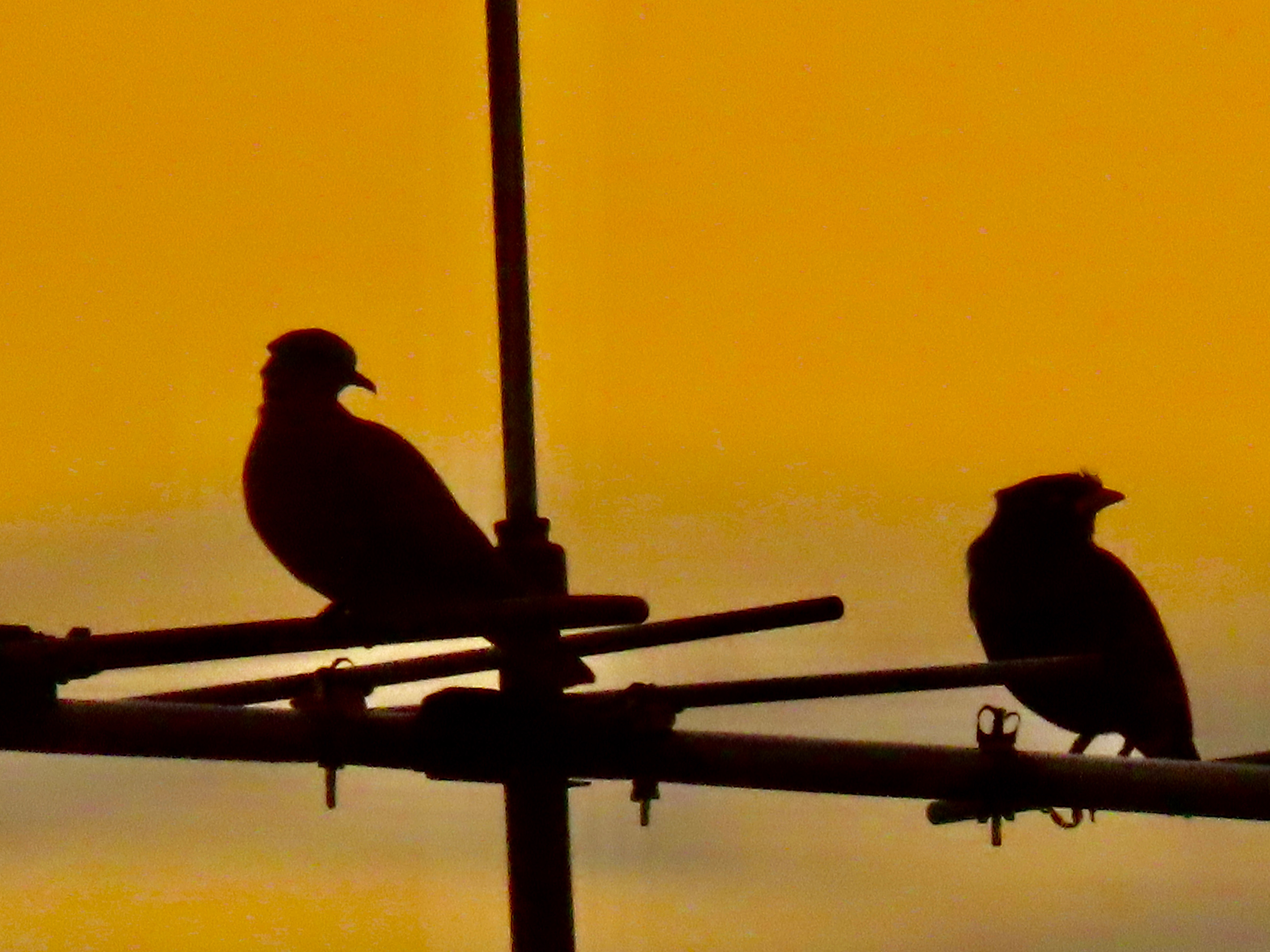 Spotted dove & mynah