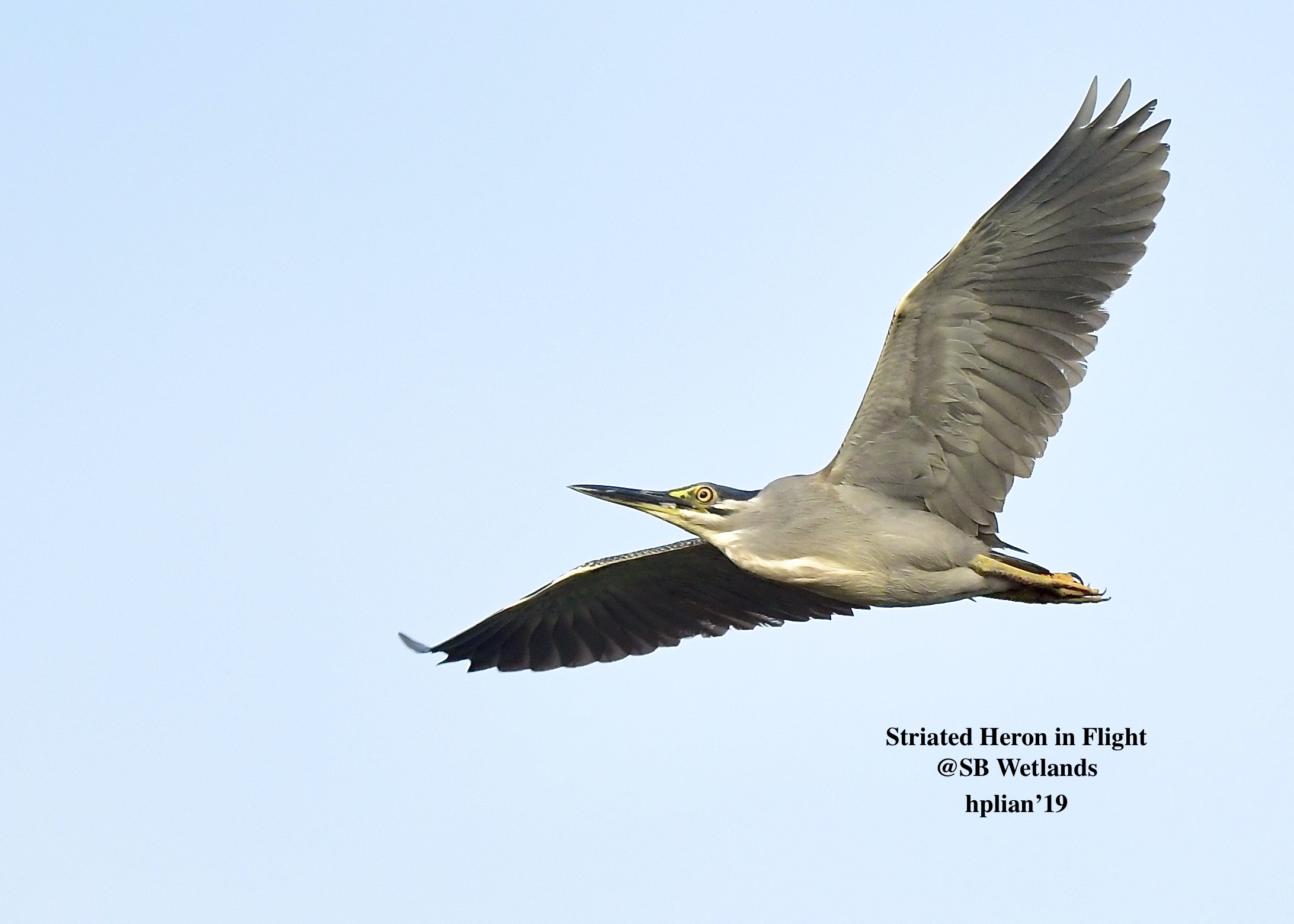 Striated heron