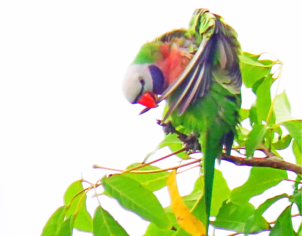 Red-breasted parakeet 