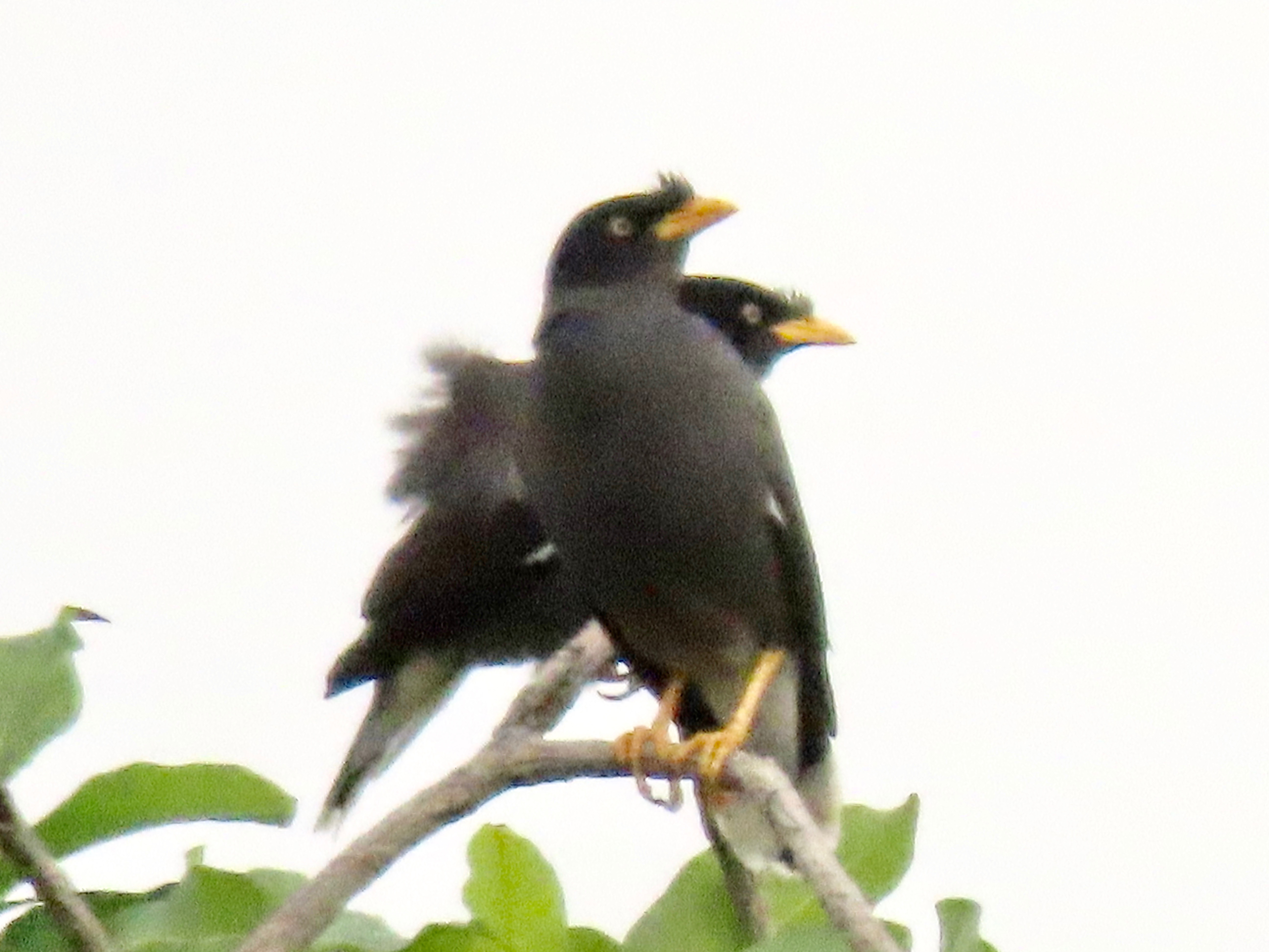 Javan myna