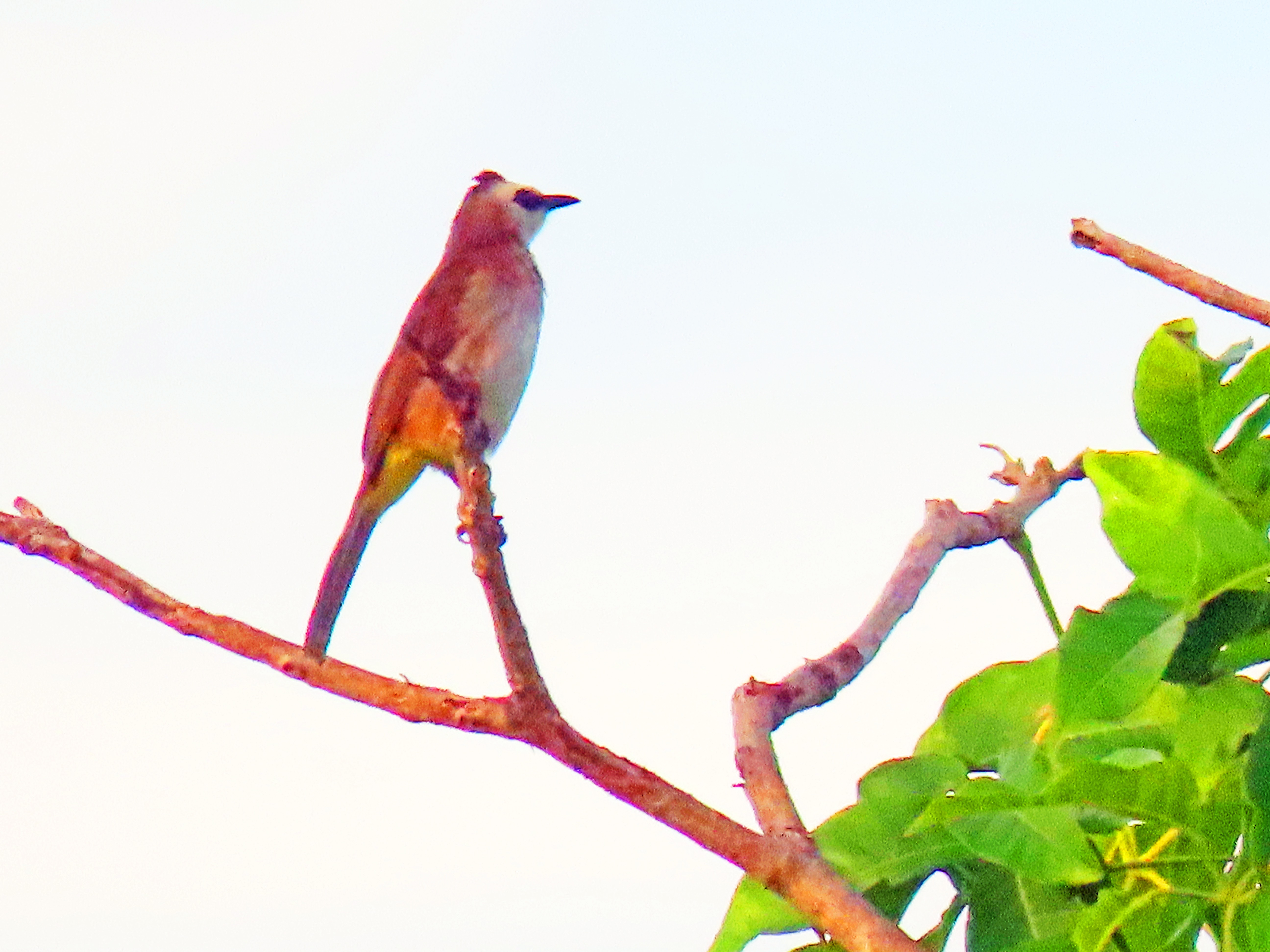 Yellow-vented bulbul 