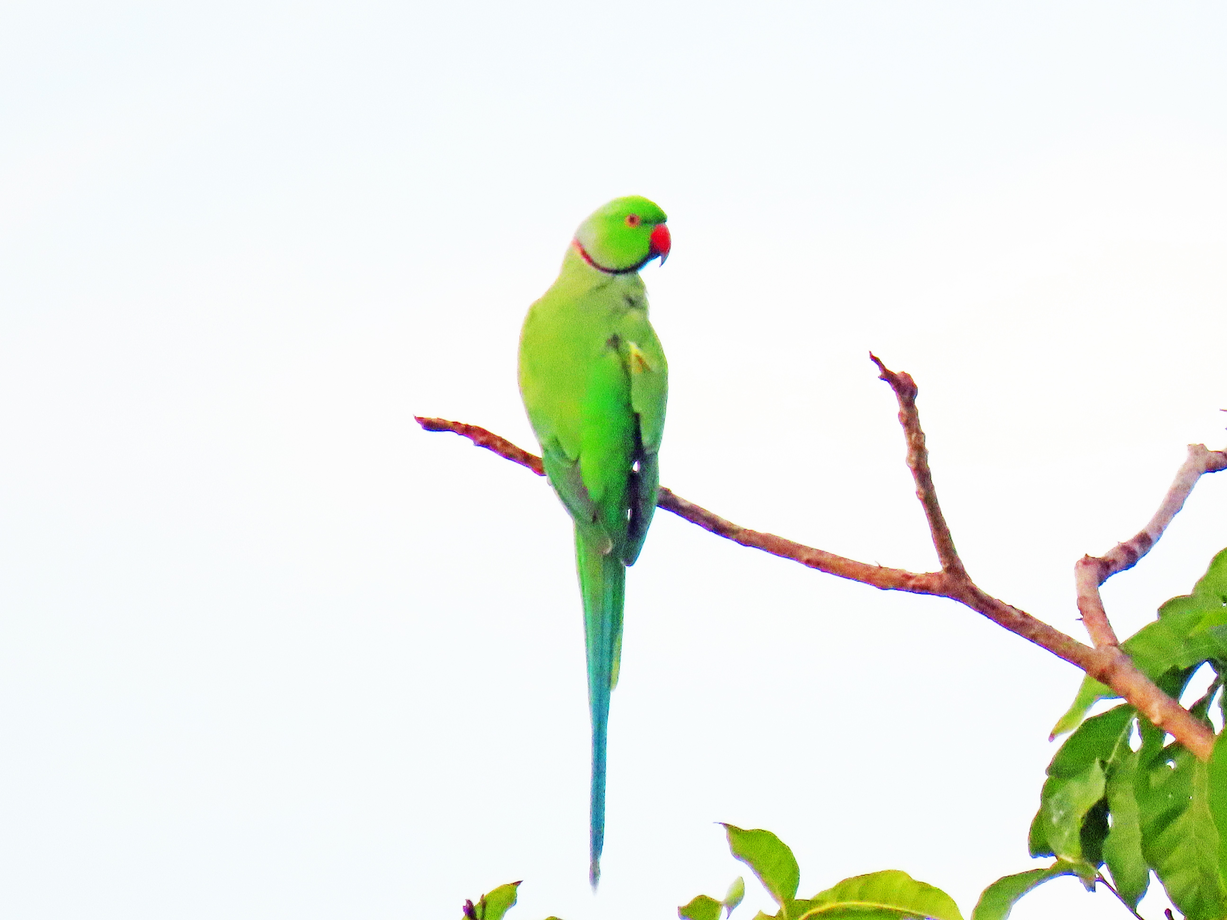 Rose-ringed parakeet 