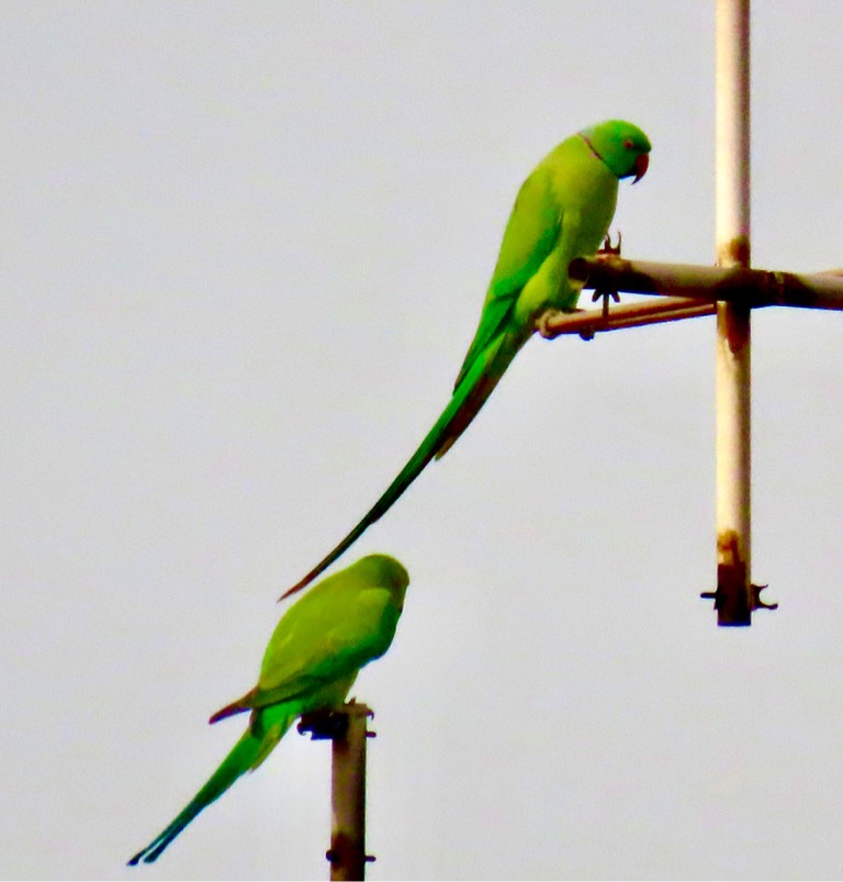 Rose-ringed parakeet 